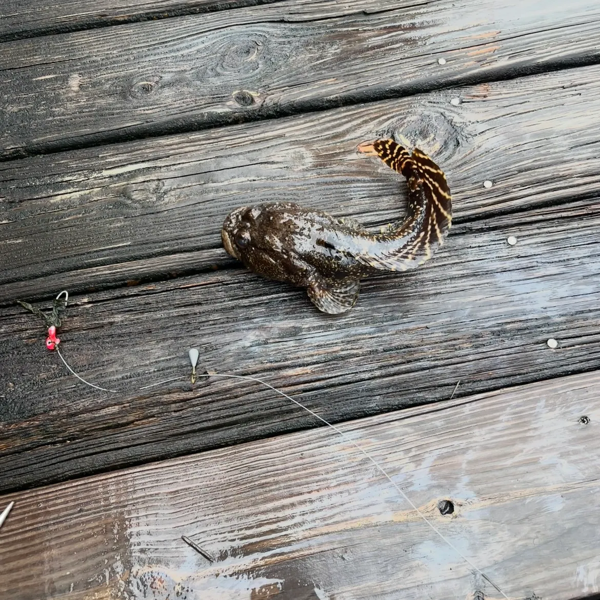 Gulf toadfish caught on Fishbrain