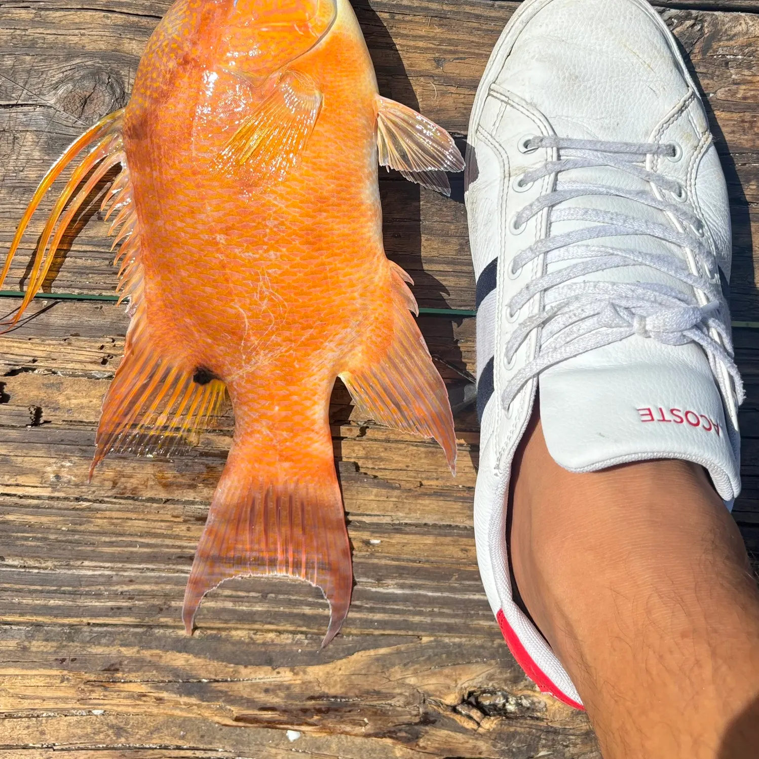 The most recent Hogfish catches on Fishbrain