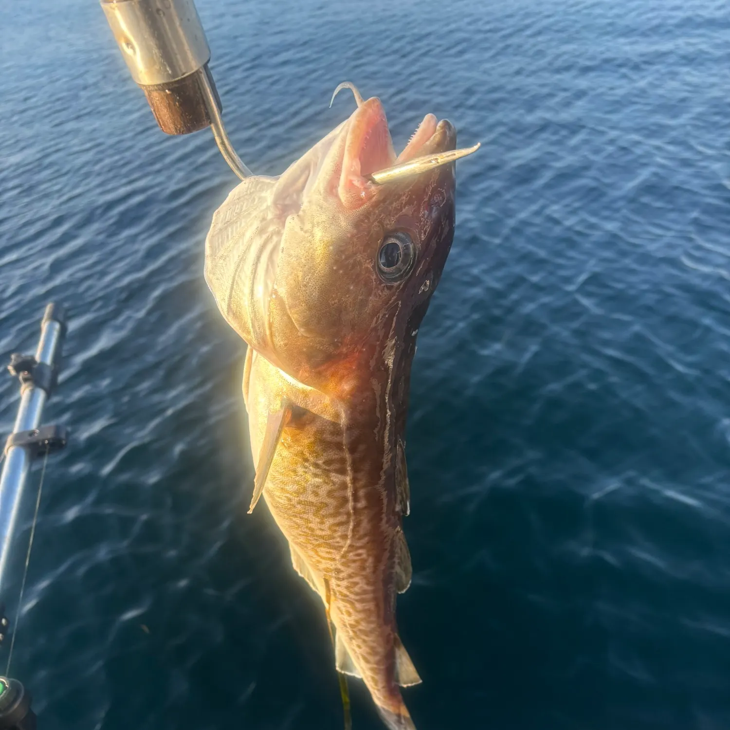 The most recent Pacific cod catches on Fishbrain