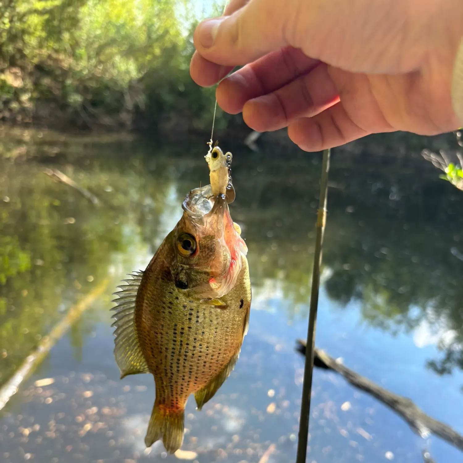 The most recent Flier catches on Fishbrain