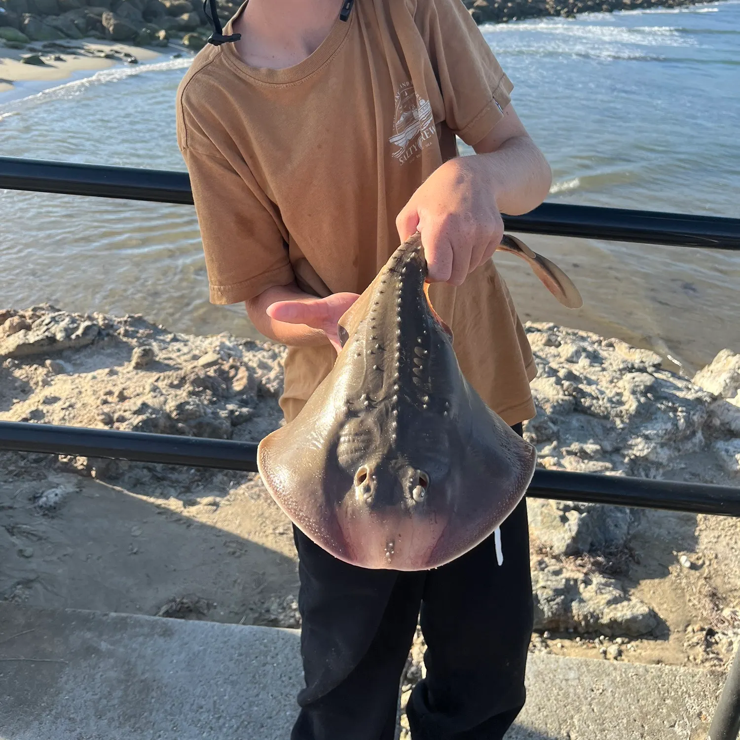 Thornback ray caught on Fishbrain