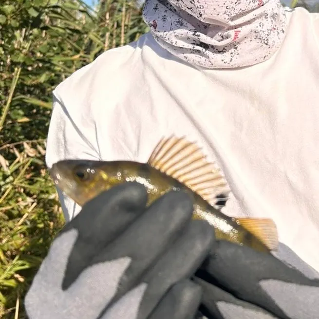 European perch caught on Fishbrain