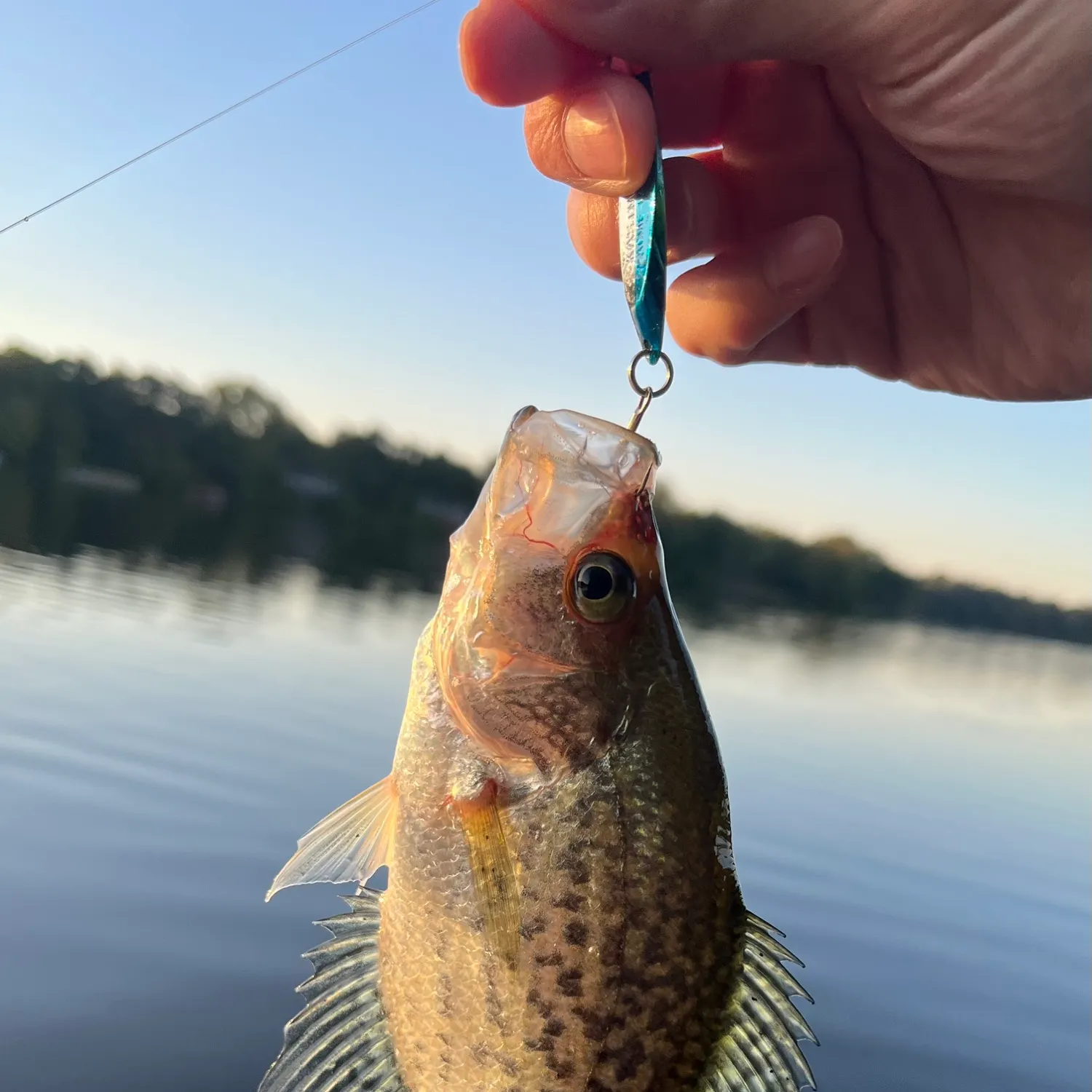 Black crappie caught on Fishbrain