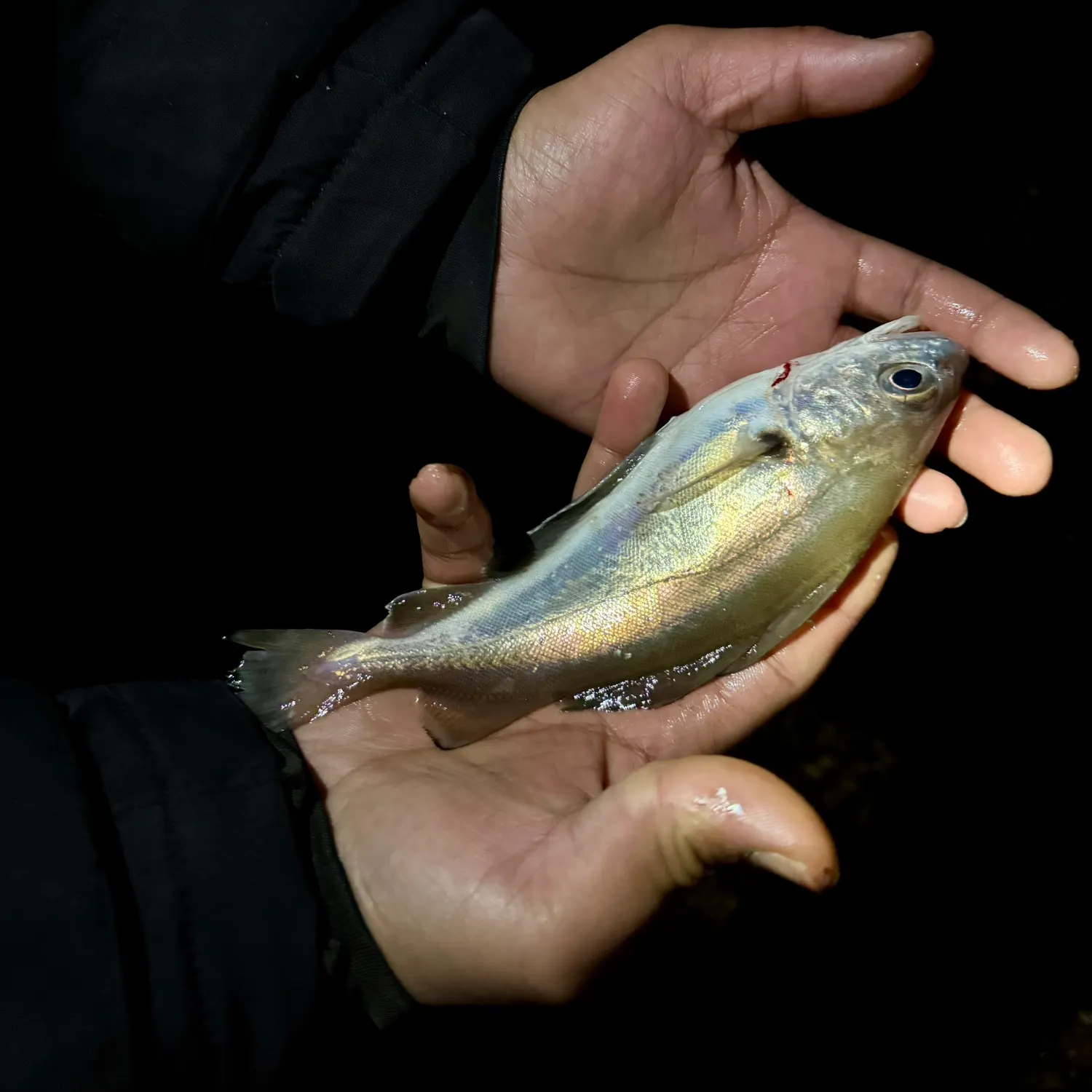 The most recent Pouting catches on Fishbrain