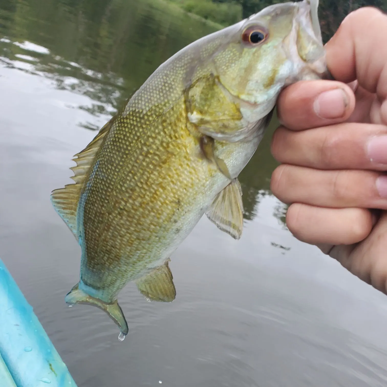 Fish caught on Fishbrain