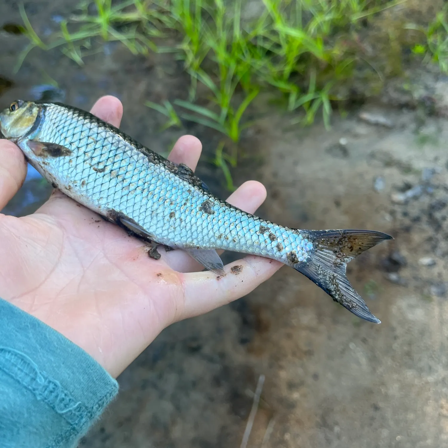 The most recent Fallfish catches on Fishbrain