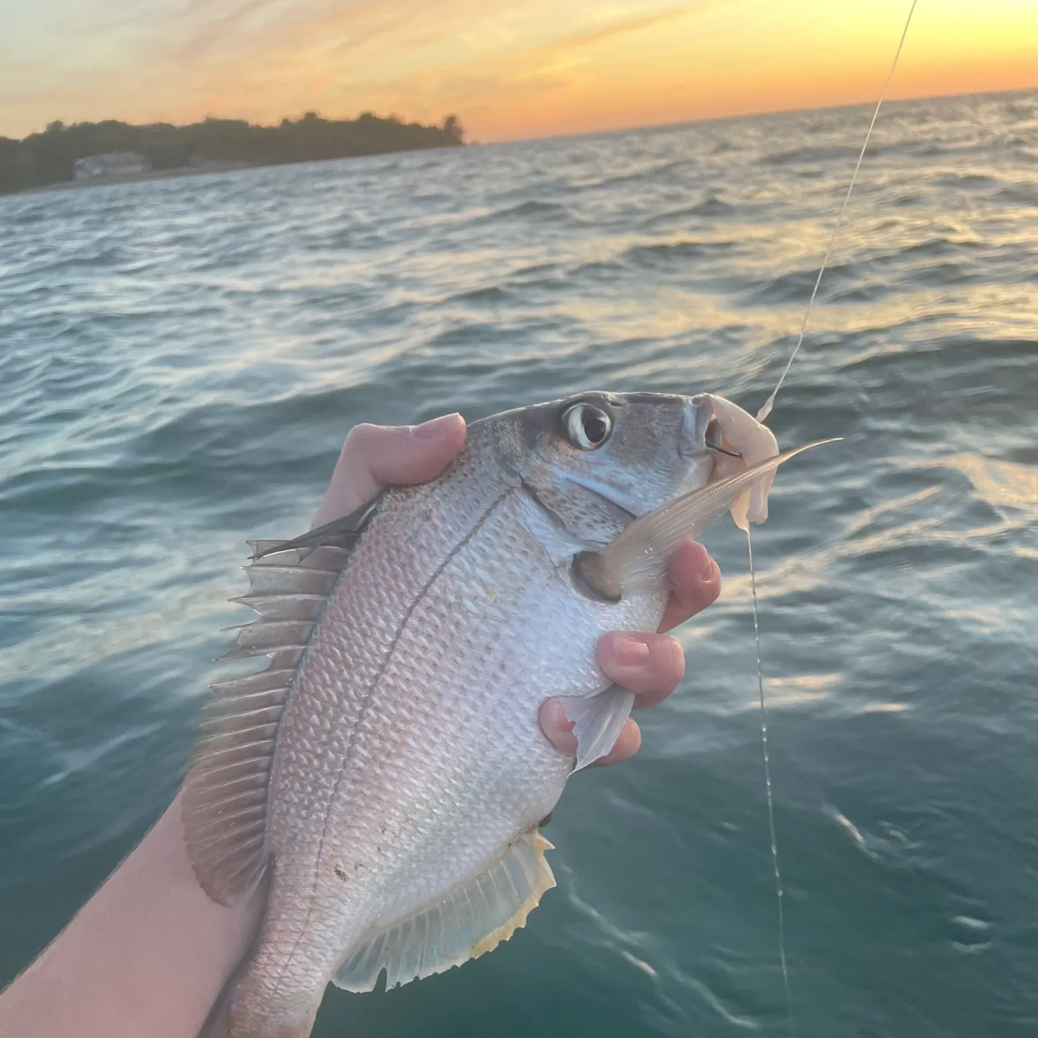The most recent Scup catches on Fishbrain
