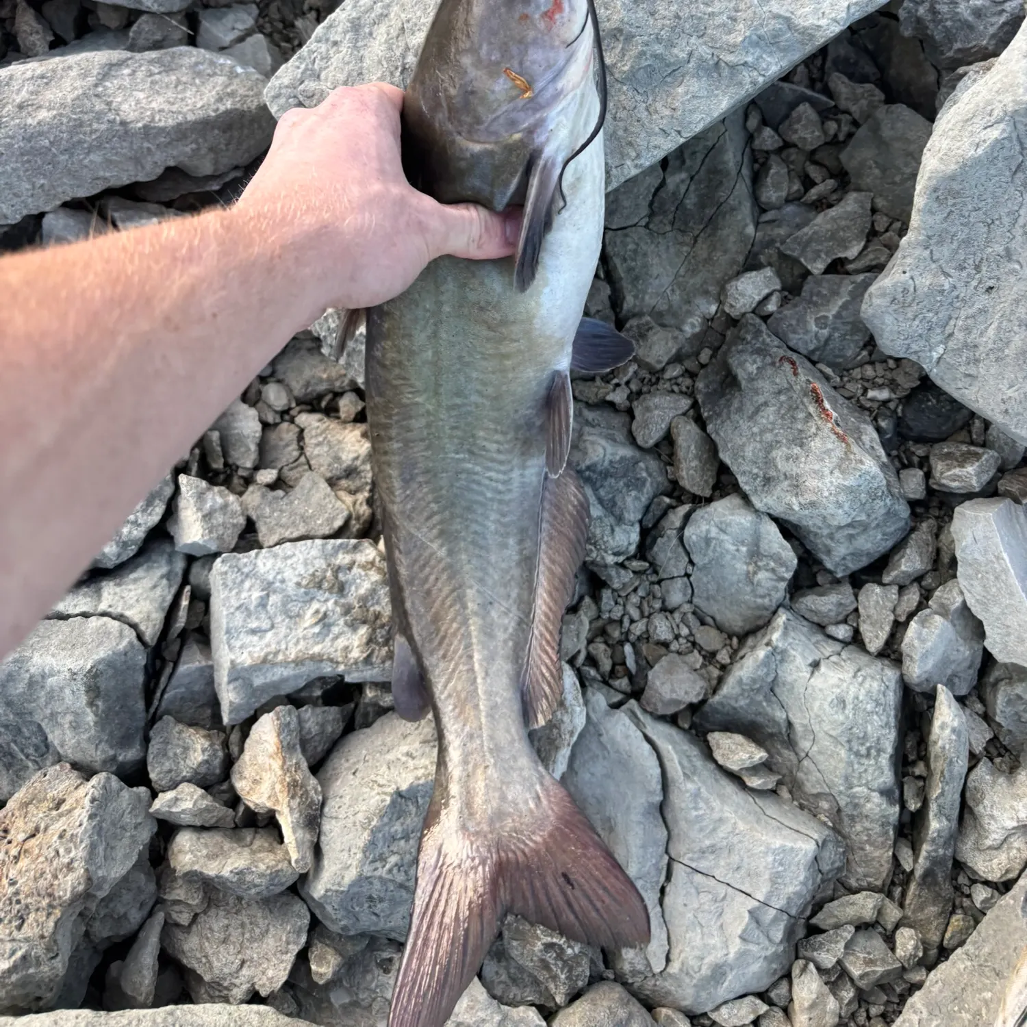 Channel catfish caught on Fishbrain