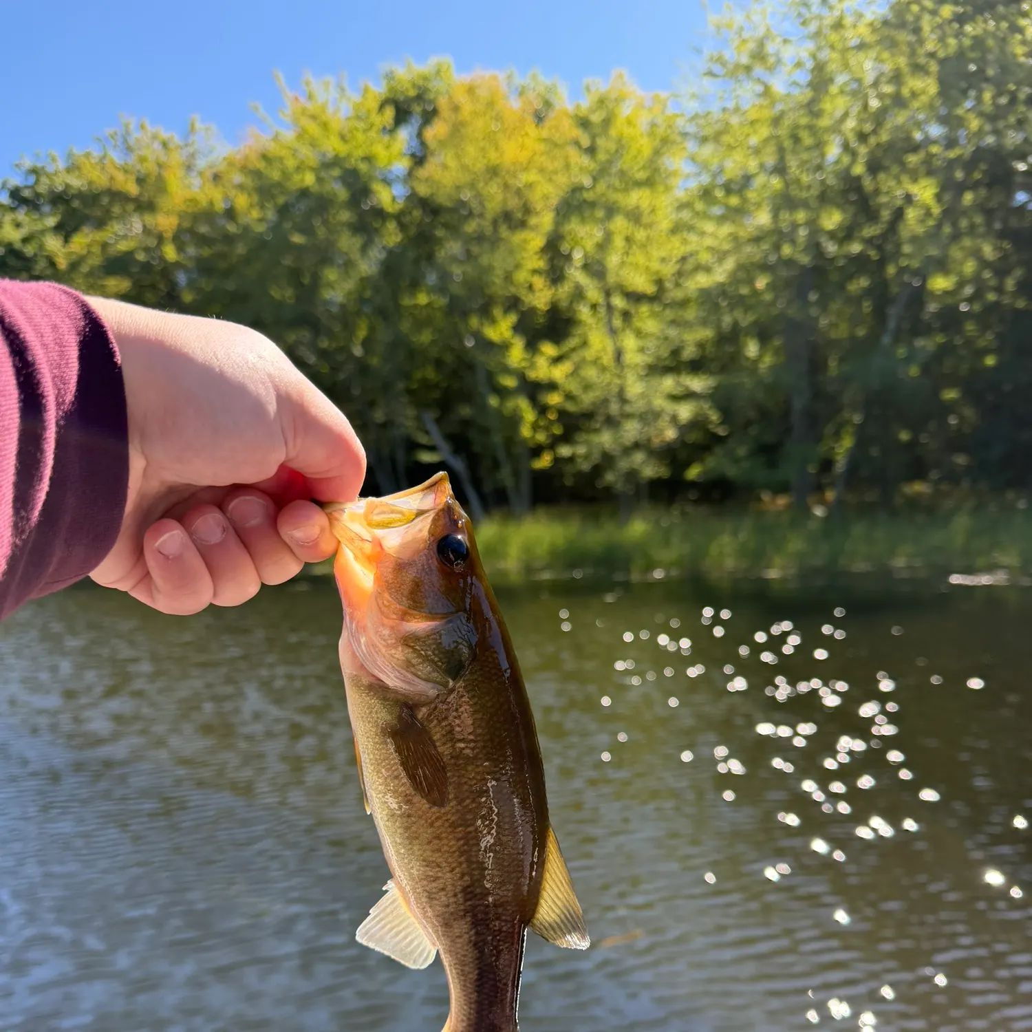Largemouth bass caught on Fishbrain