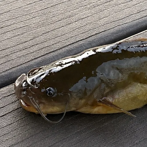 Yellow bullhead caught on Fishbrain
