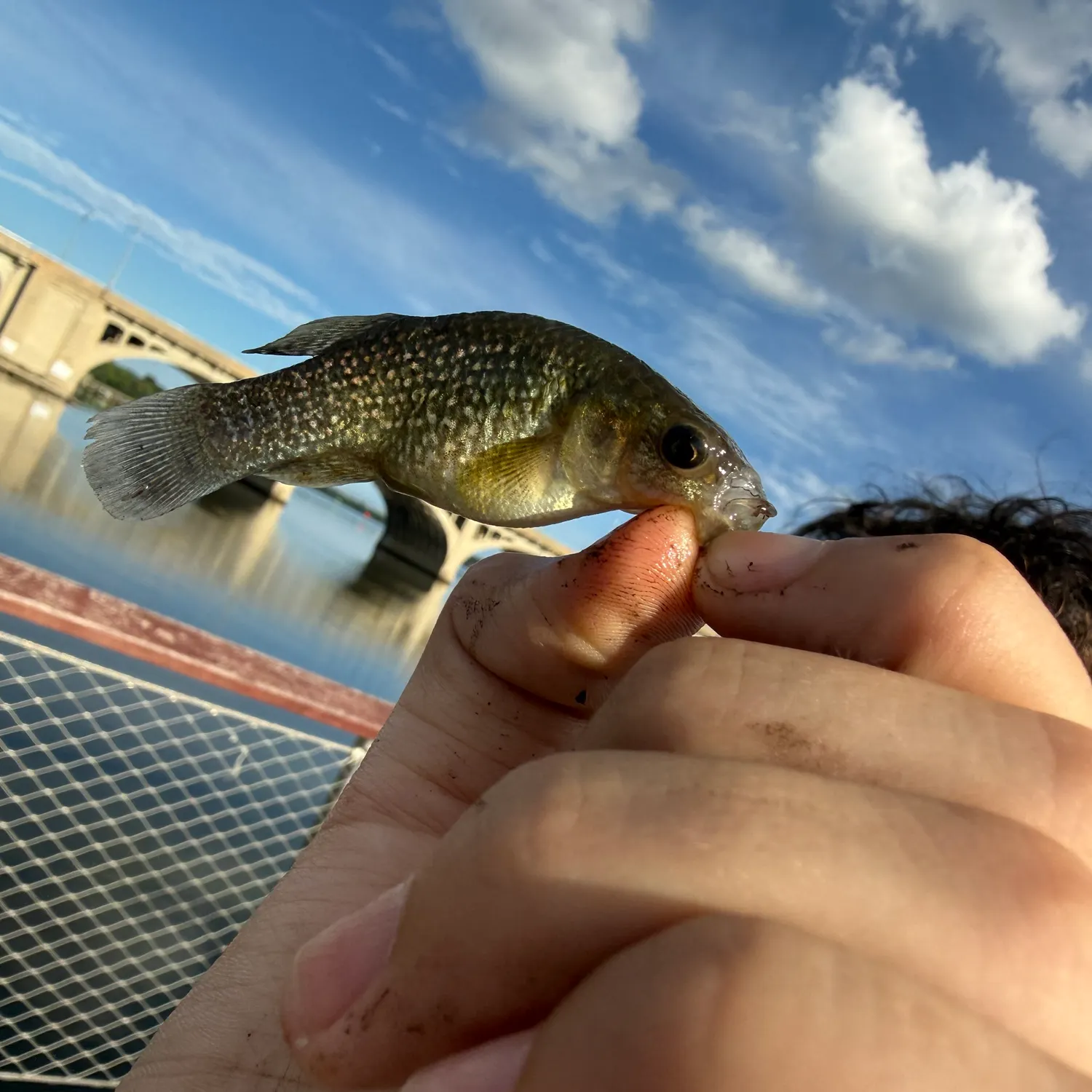 Fish caught on Fishbrain