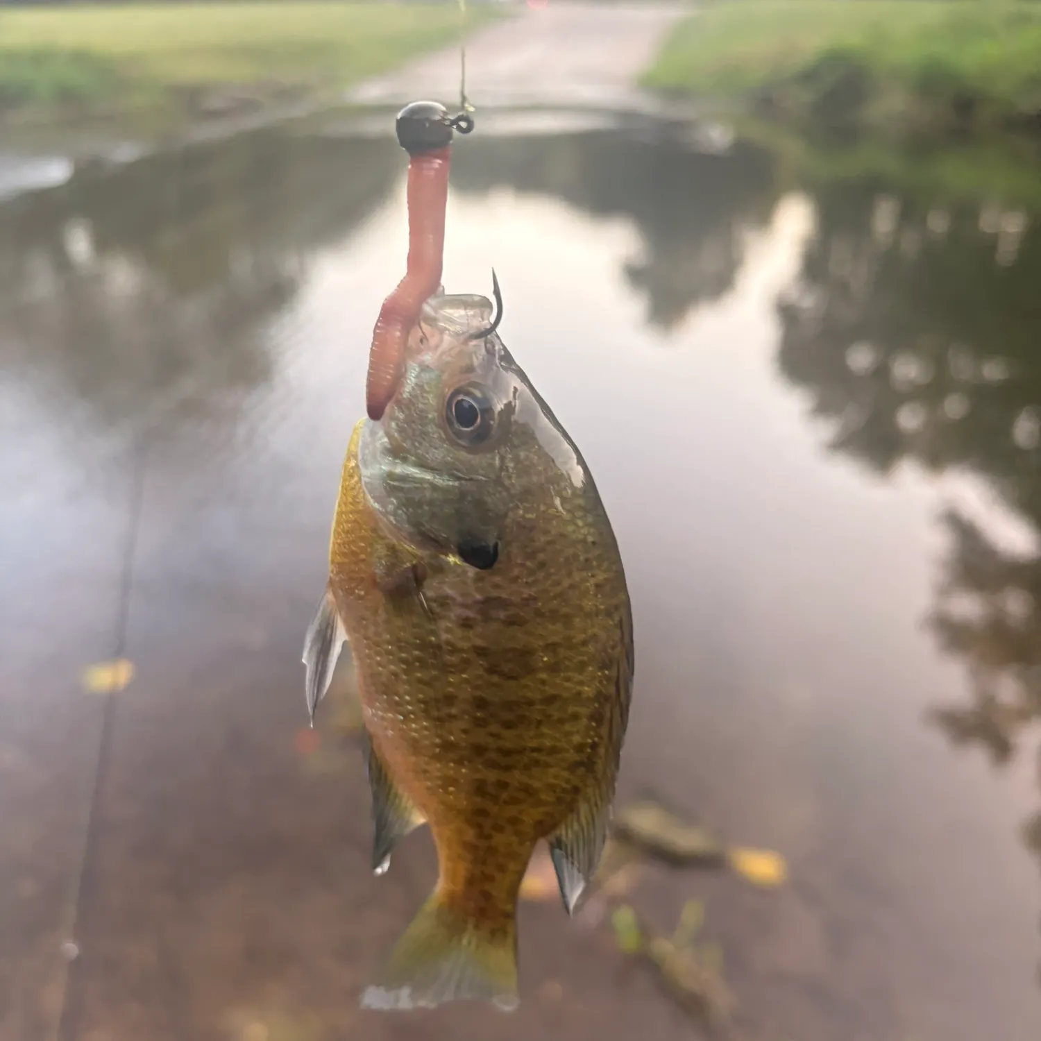 Bluegill caught on Fishbrain