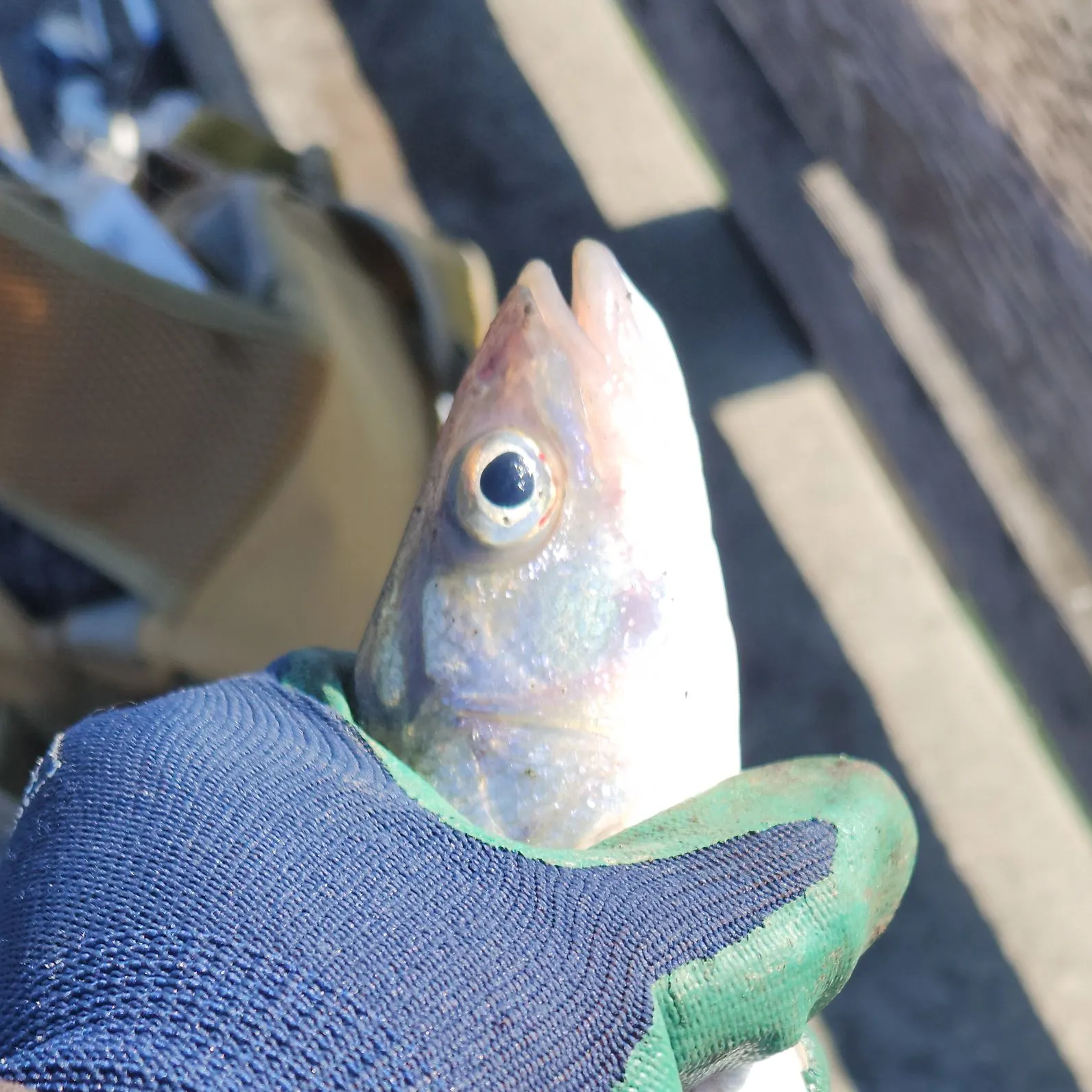 catch