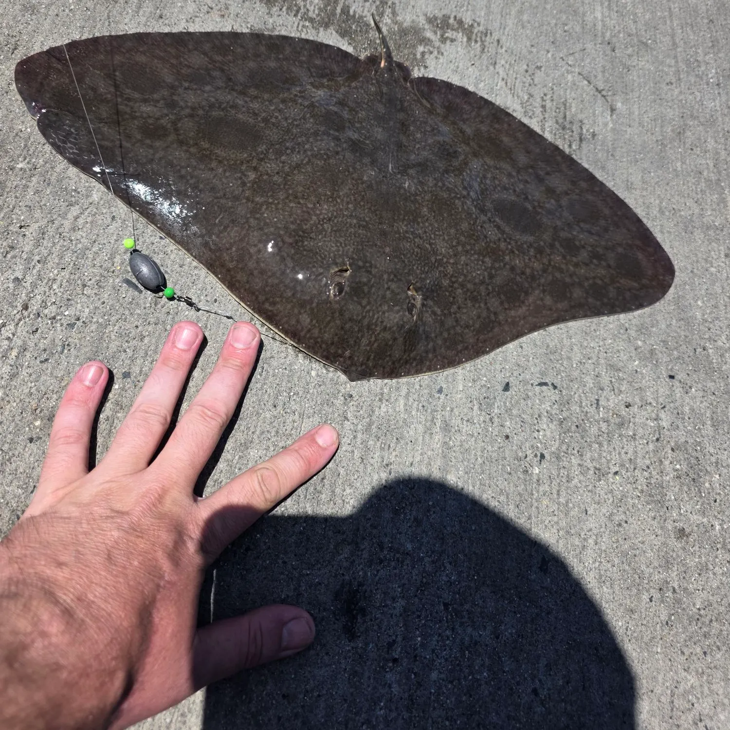 The most recent Spiny butterfly ray catches on Fishbrain