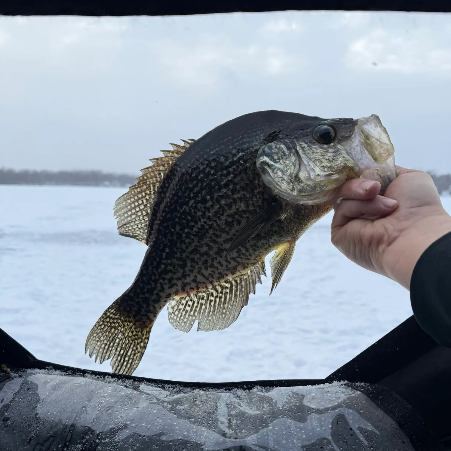 The most recent Black crappie catches on Fishbrain