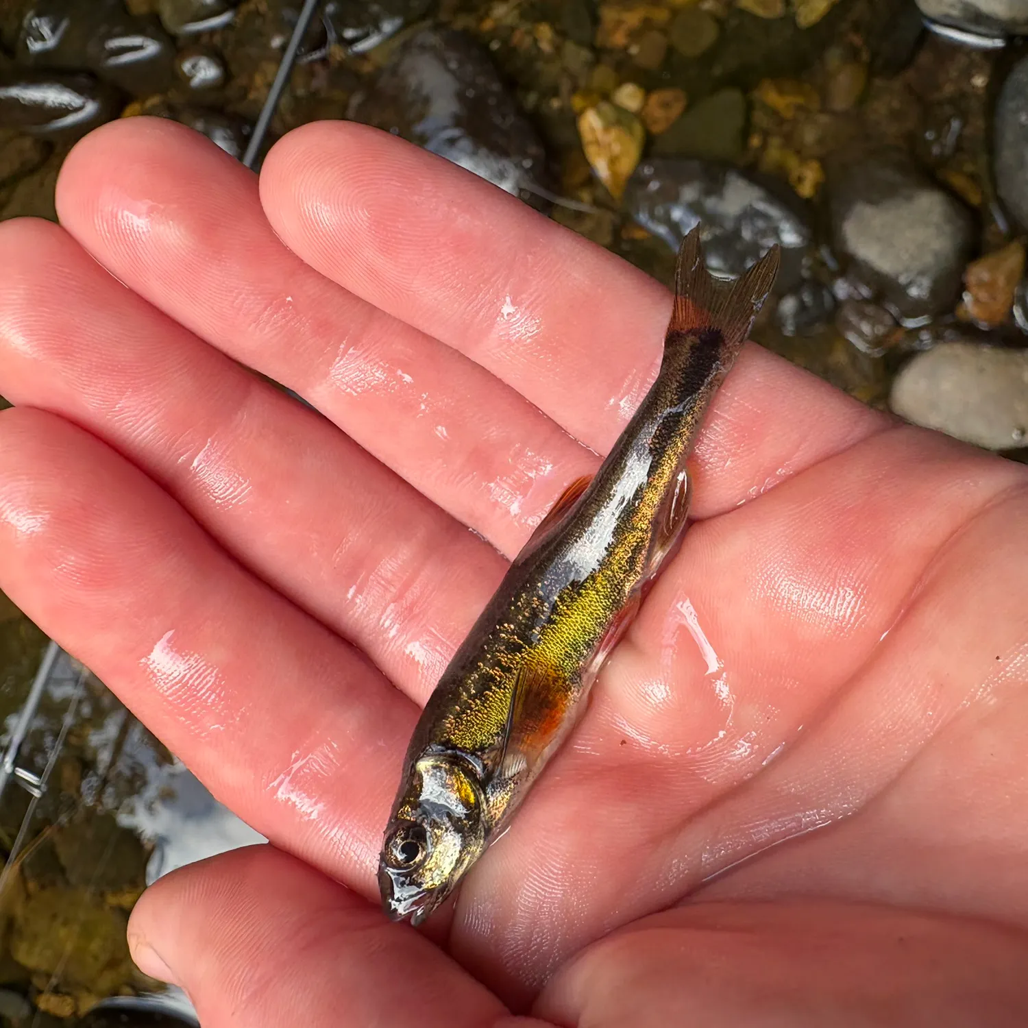 The most recent Eurasian minnow catches on Fishbrain