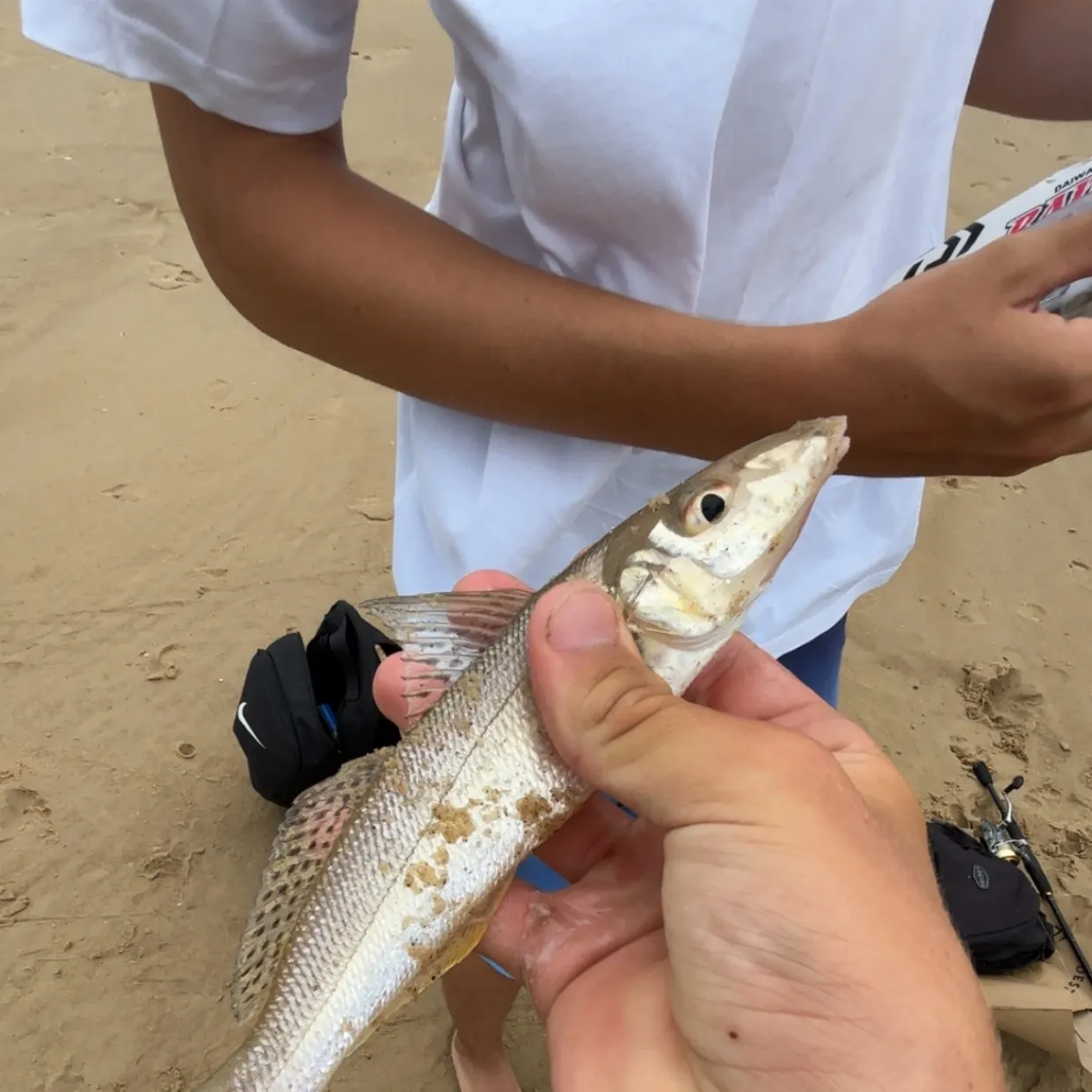 The most recent Sand sillago catches on Fishbrain