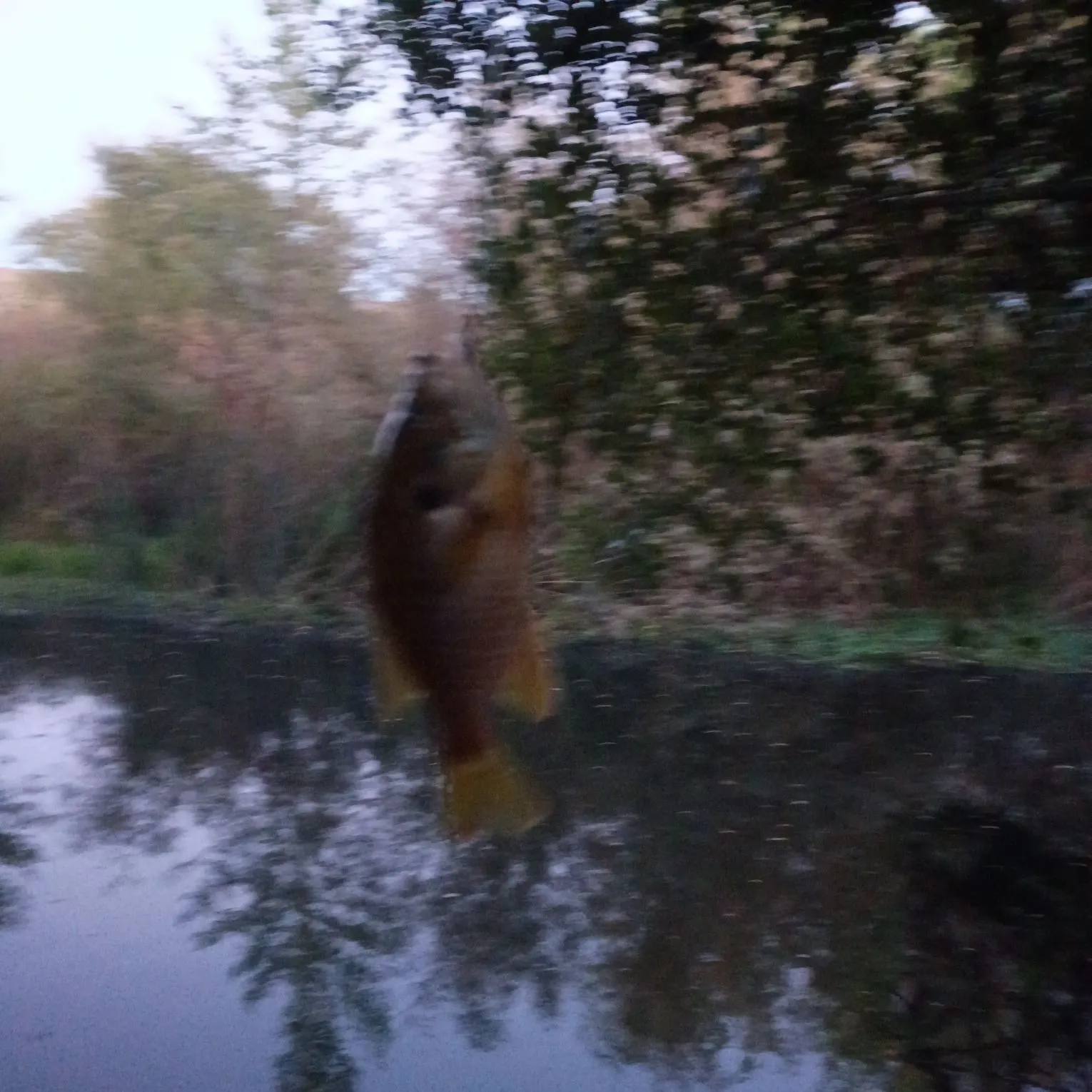 Bluegill caught on Fishbrain