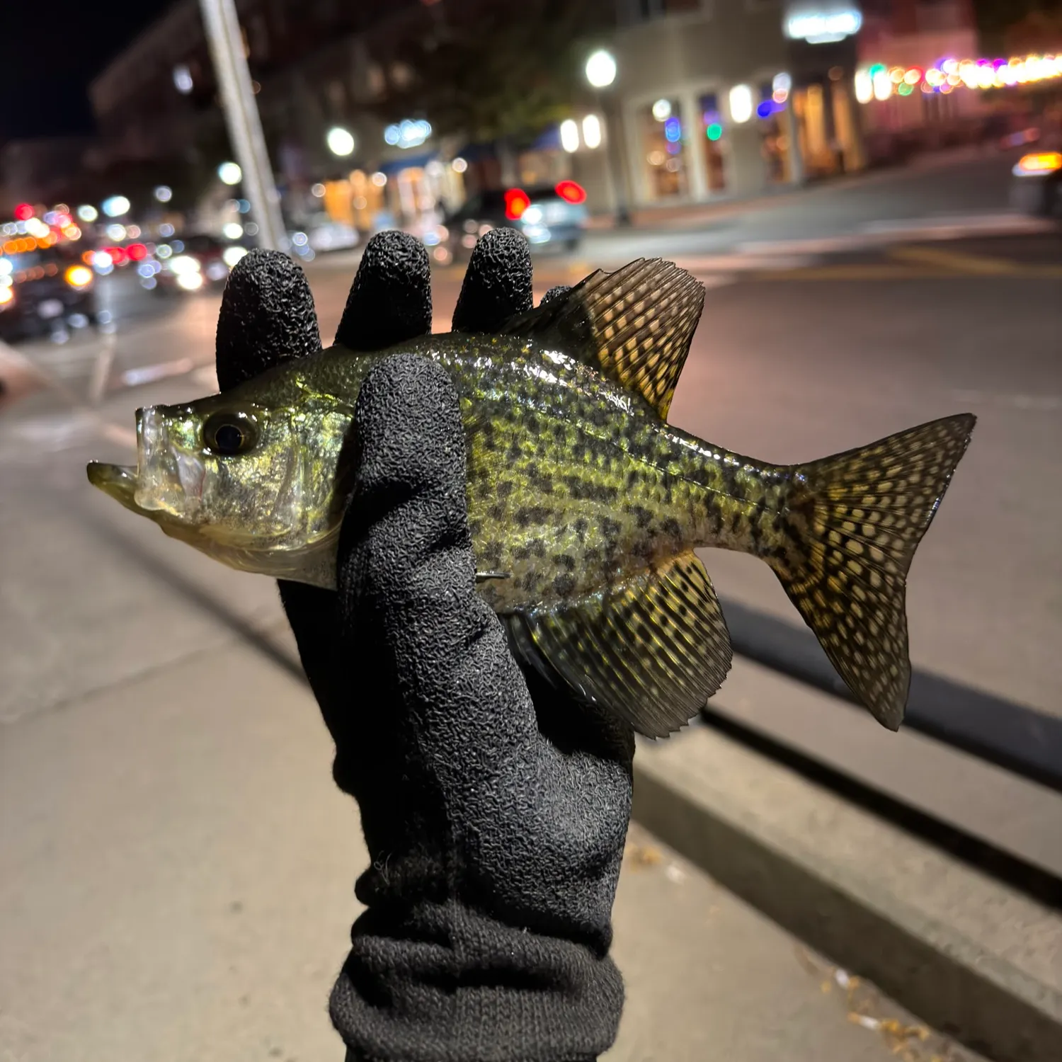 Black crappie caught on Fishbrain