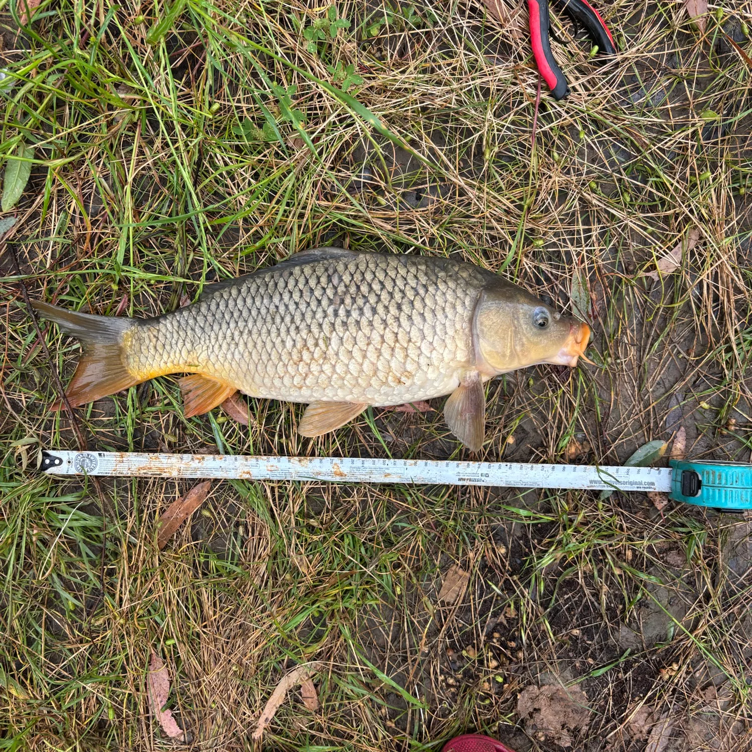 Common carp caught on Fishbrain