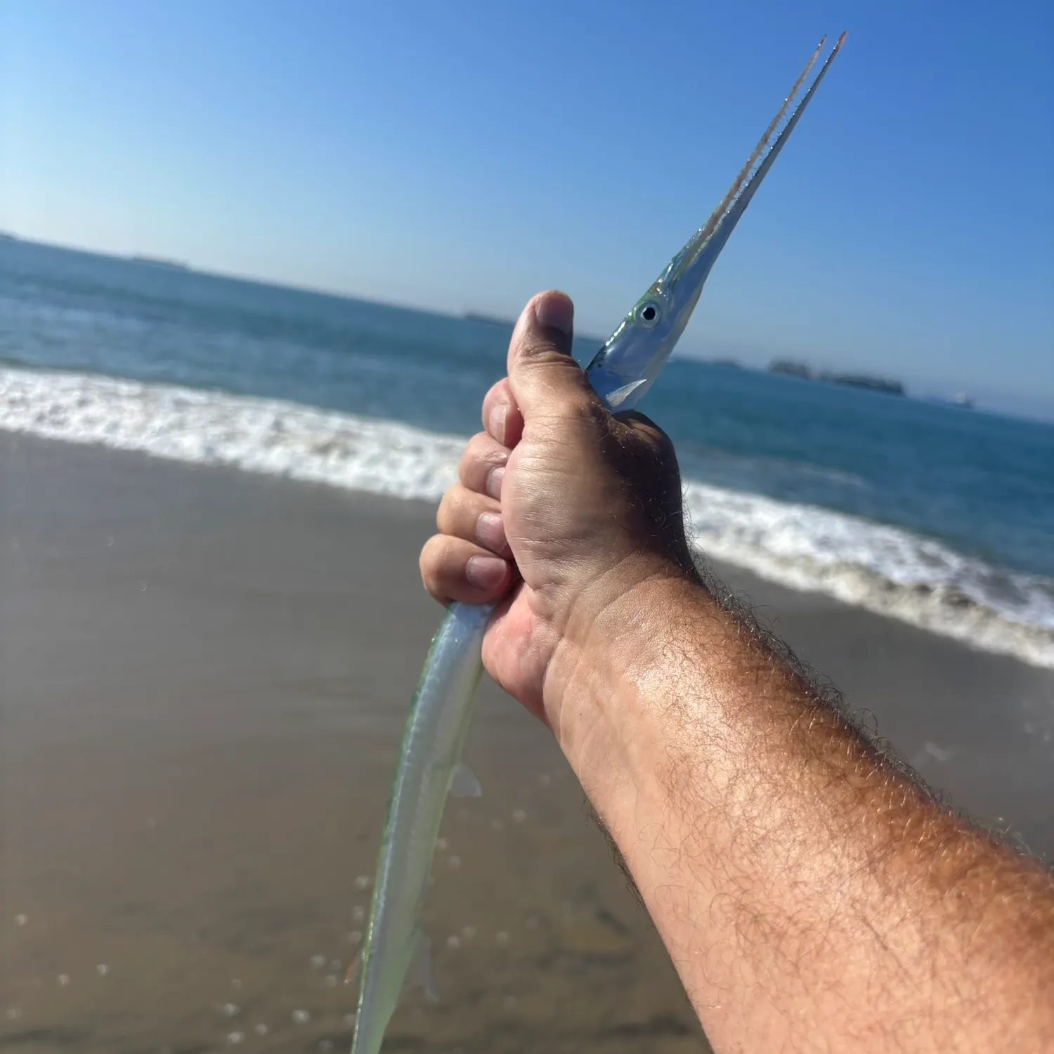 California needlefish caught on Fishbrain