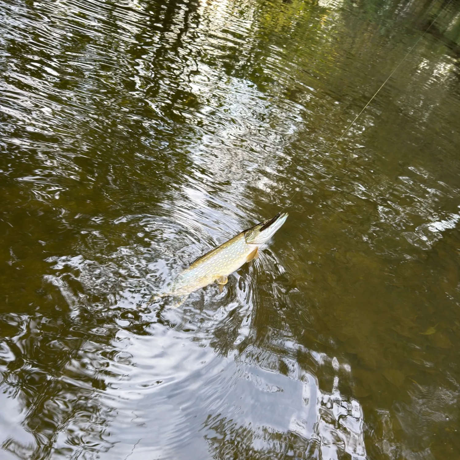 Northern pike caught on Fishbrain