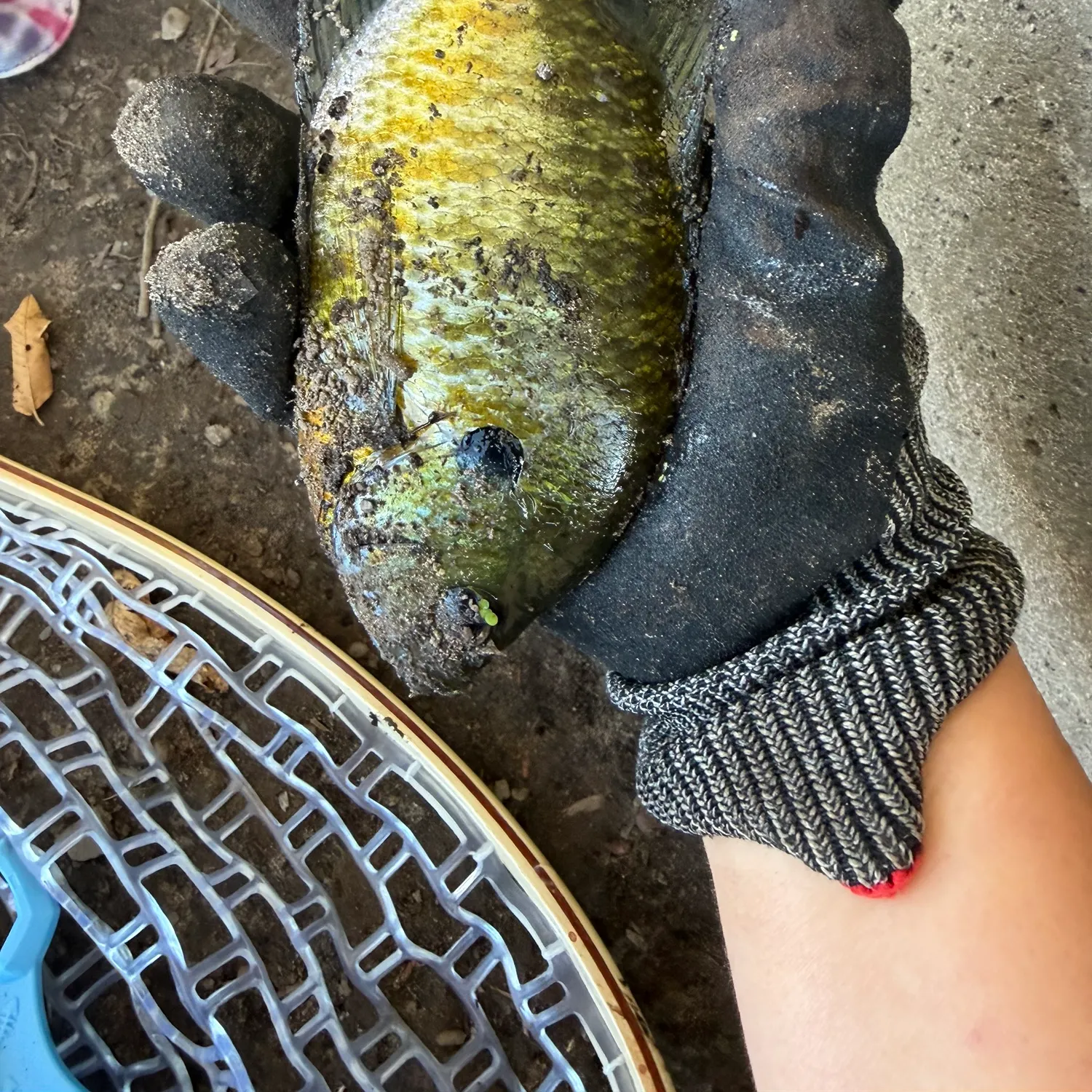 Bluegill caught on Fishbrain