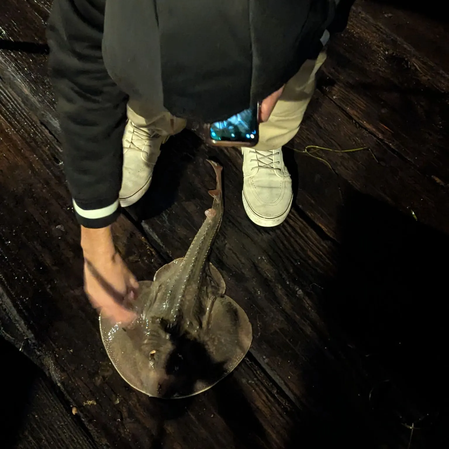 The most recent Common guitarfish catches on Fishbrain