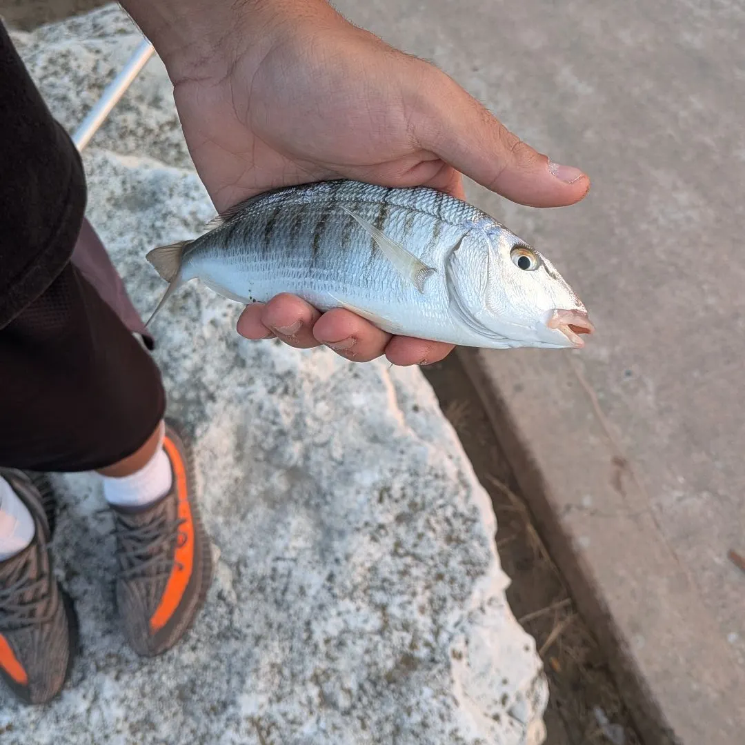 Striped seabream caught on Fishbrain