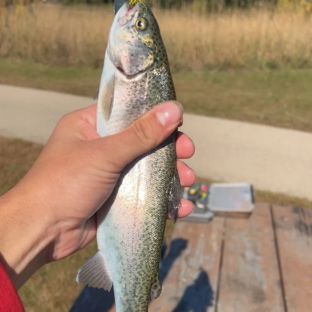 Rainbow trout caught on Fishbrain