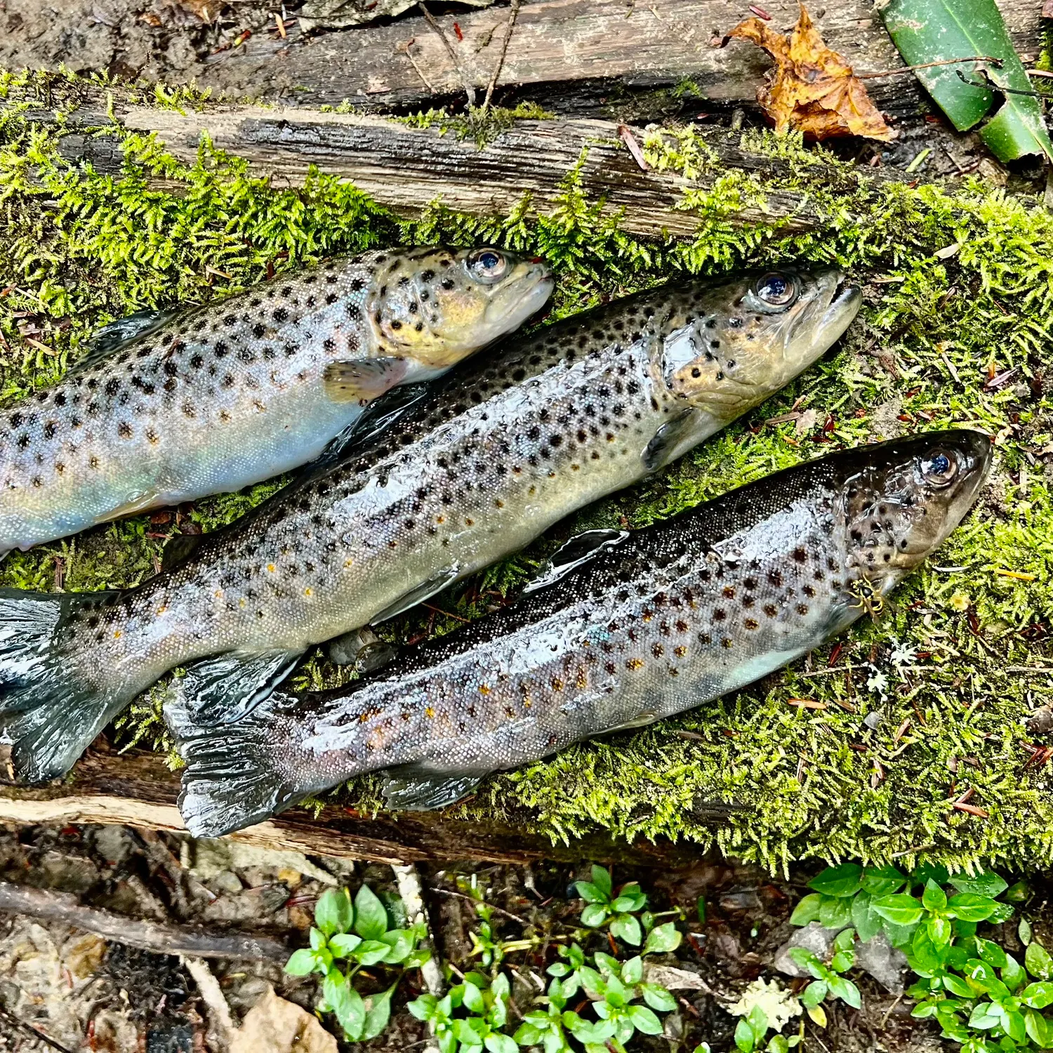 recently logged catches