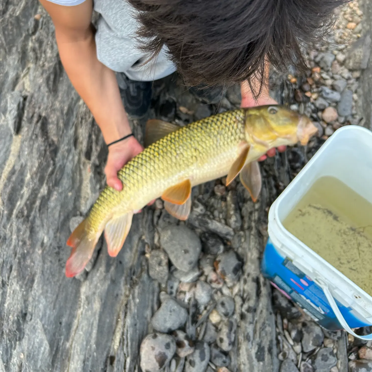 The most recent River redhorse catches on Fishbrain