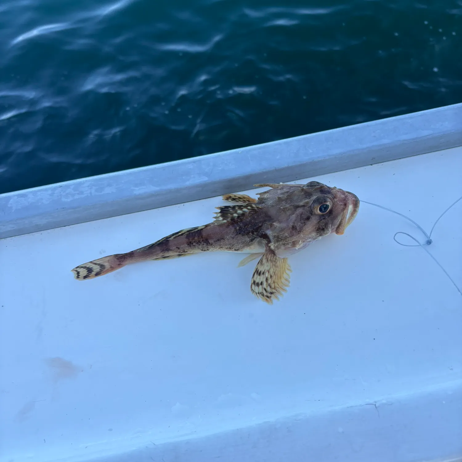 Longspined bullhead caught on Fishbrain