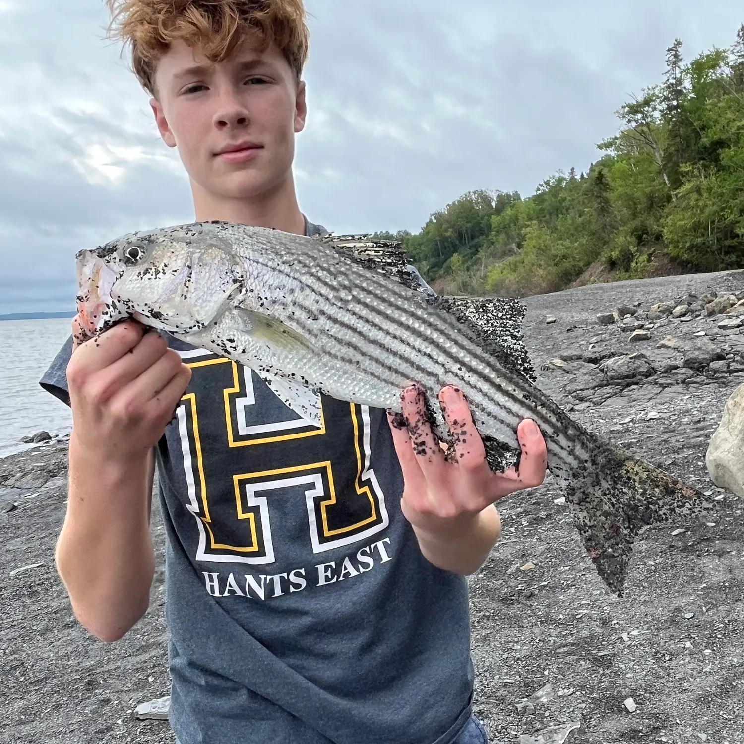 Striped bass caught on Fishbrain