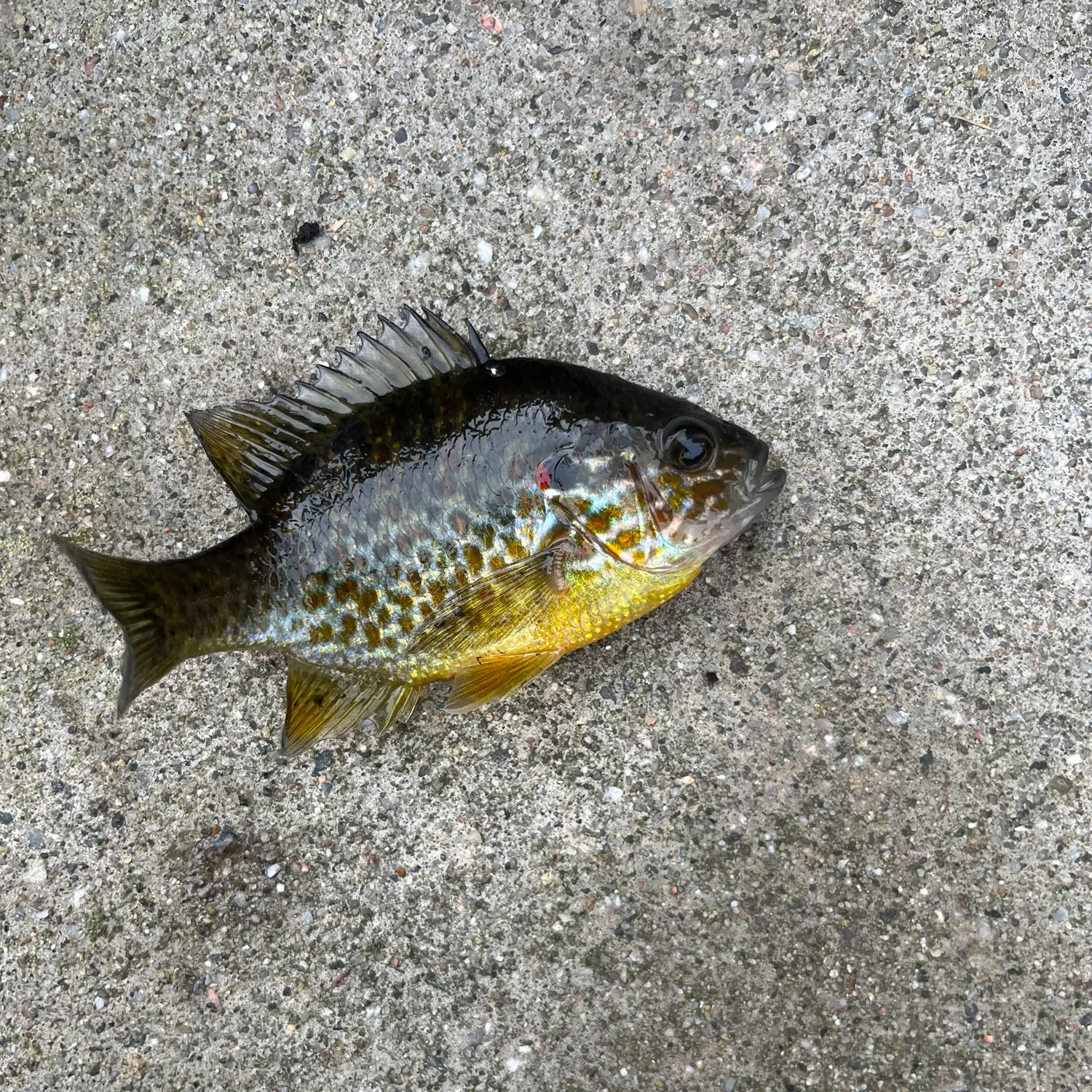 Pumpkinseed caught on Fishbrain