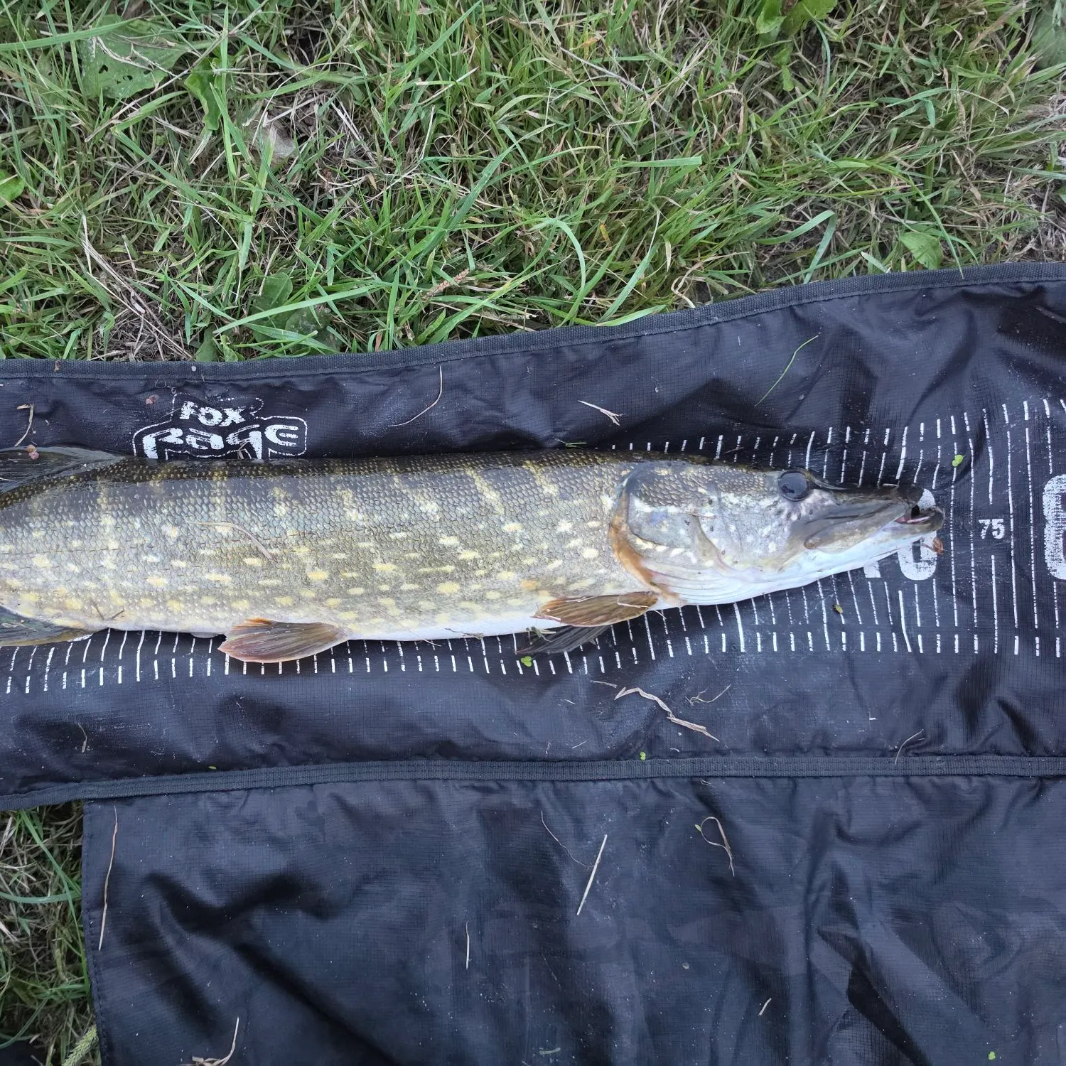 Northern pike caught on Fishbrain