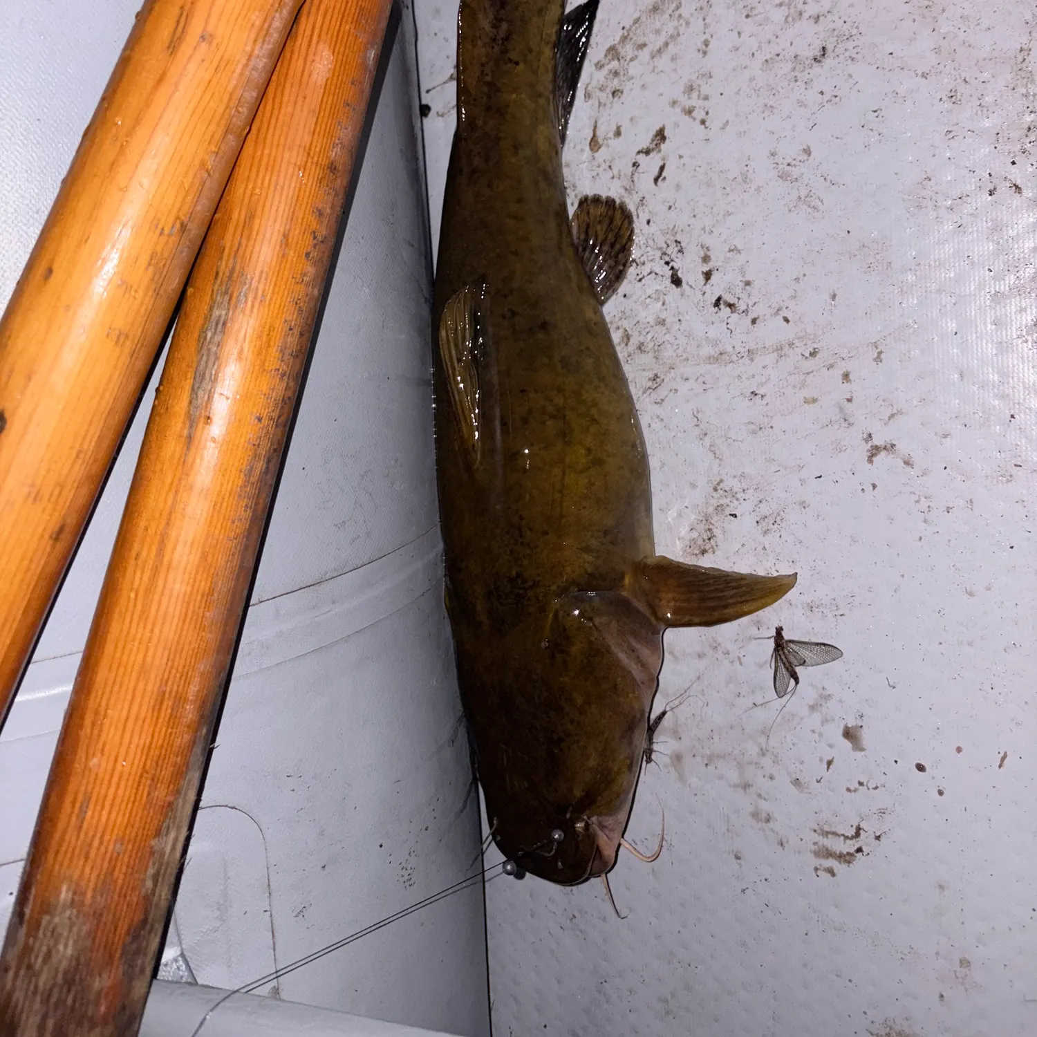 The most recent Flathead catfish catches on Fishbrain