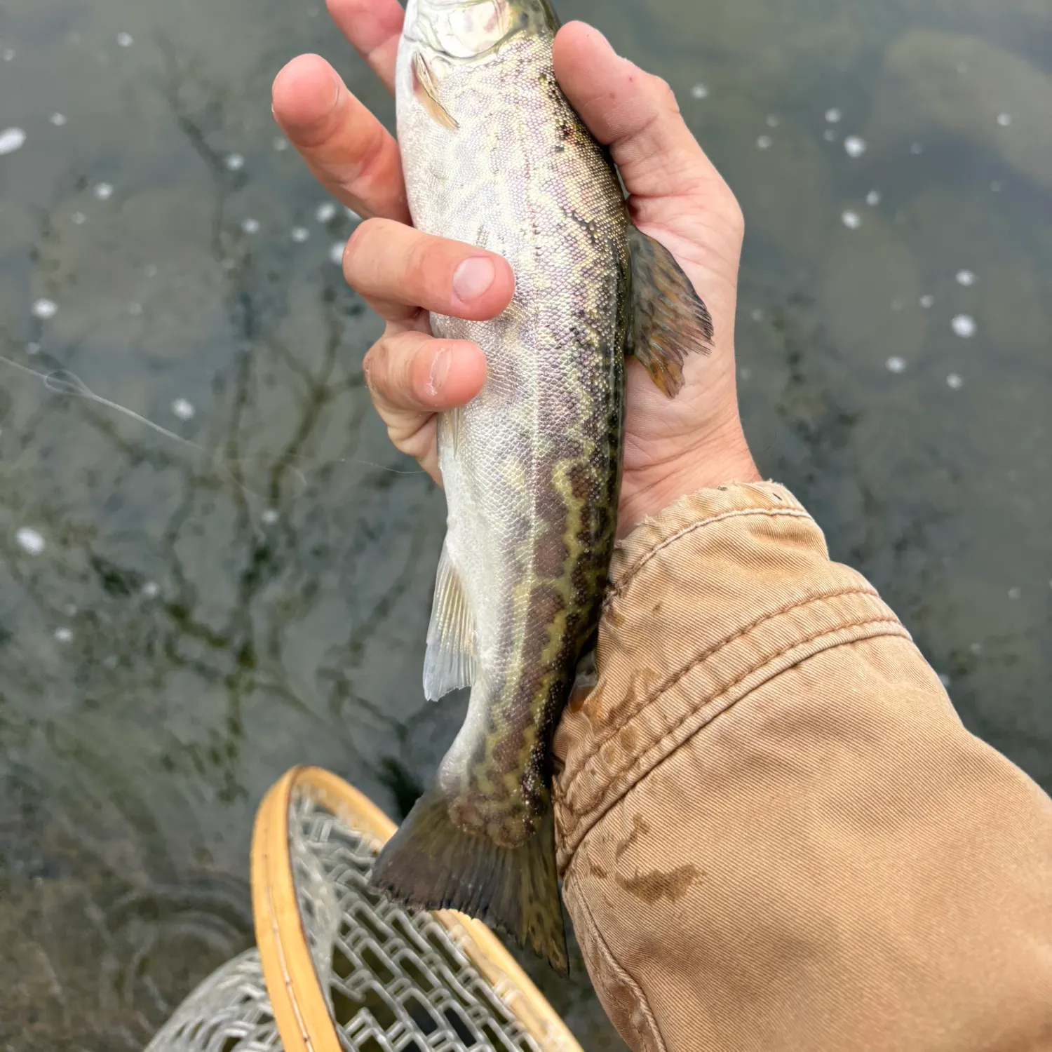 The most recent Tiger trout catches on Fishbrain