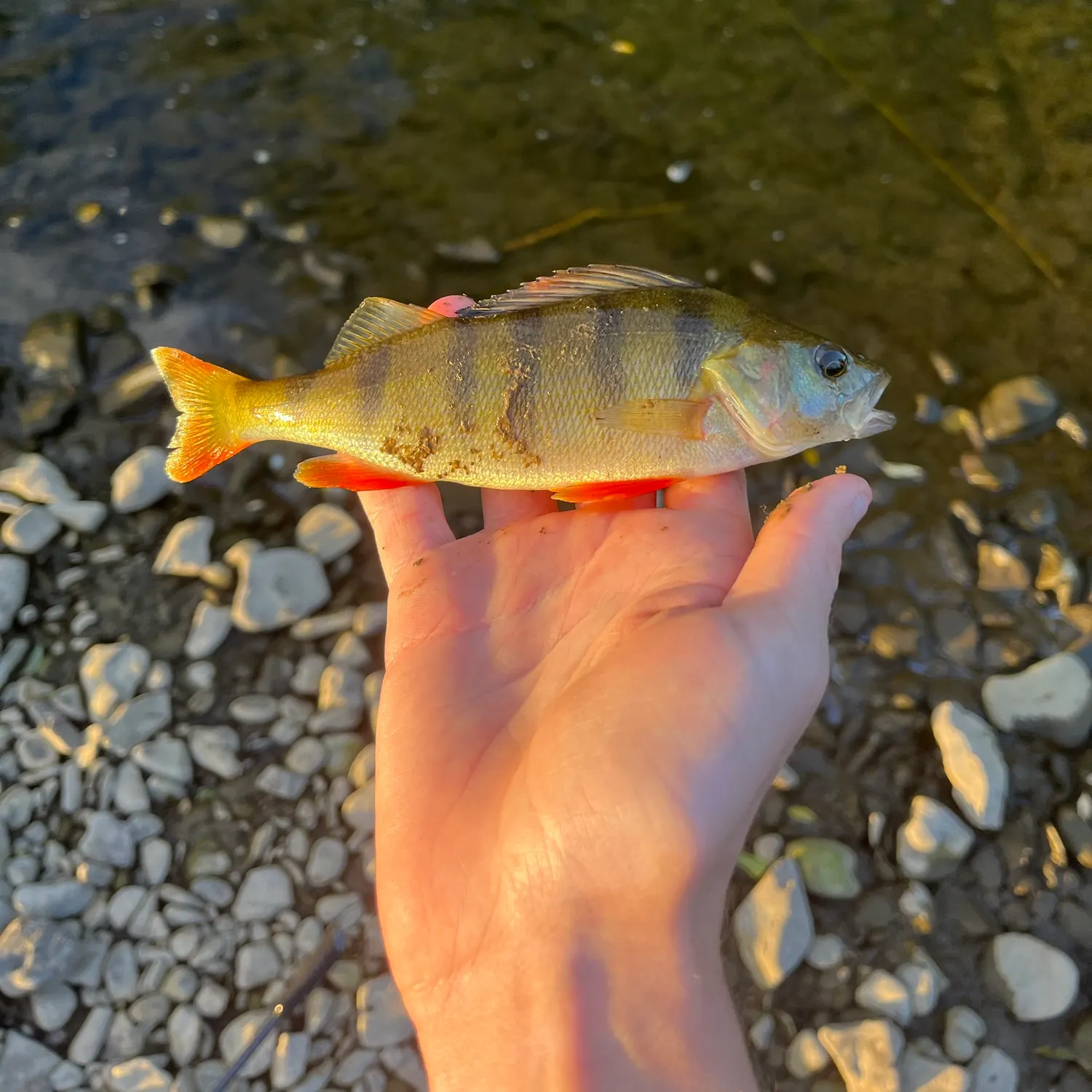 European perch caught on Fishbrain