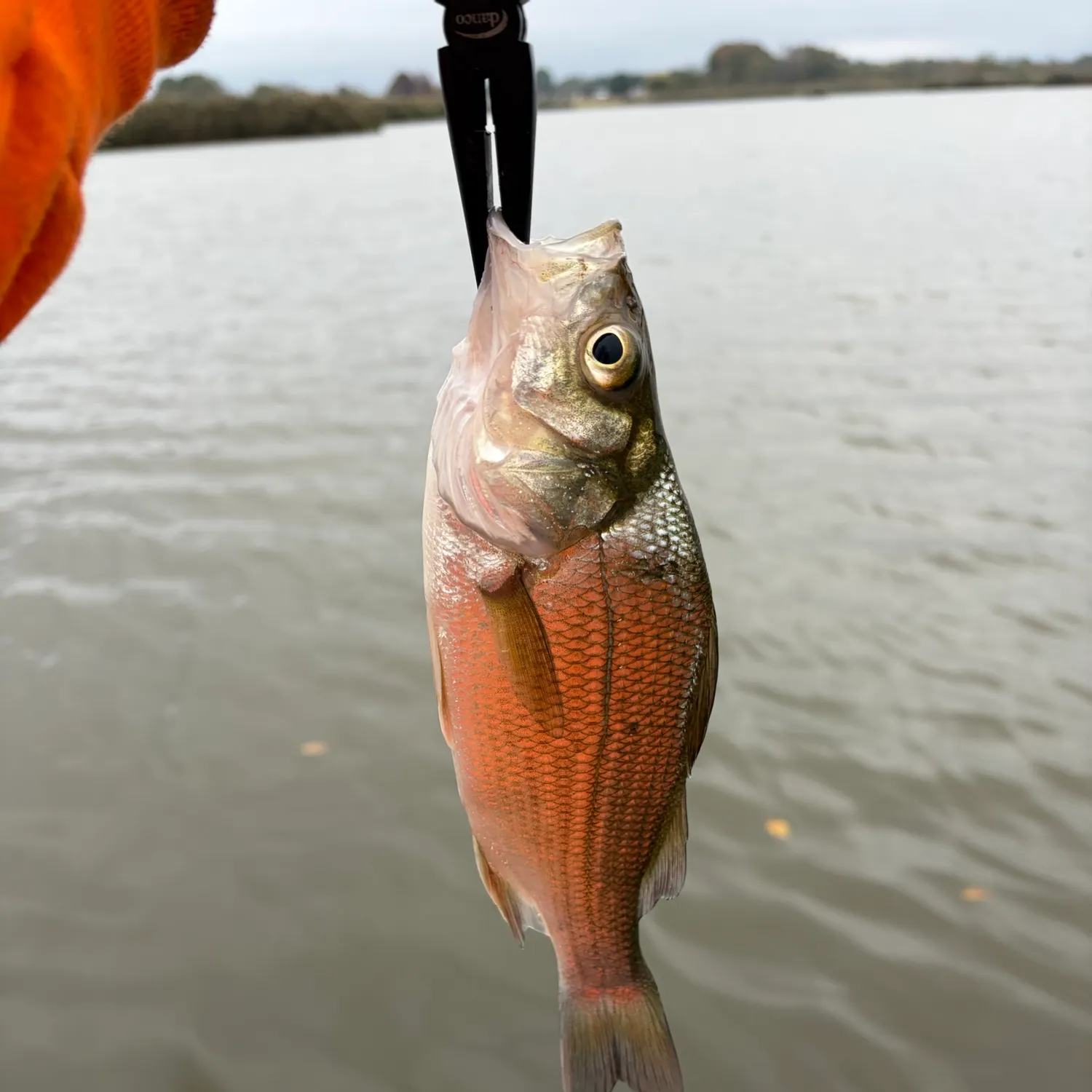 White perch caught on Fishbrain