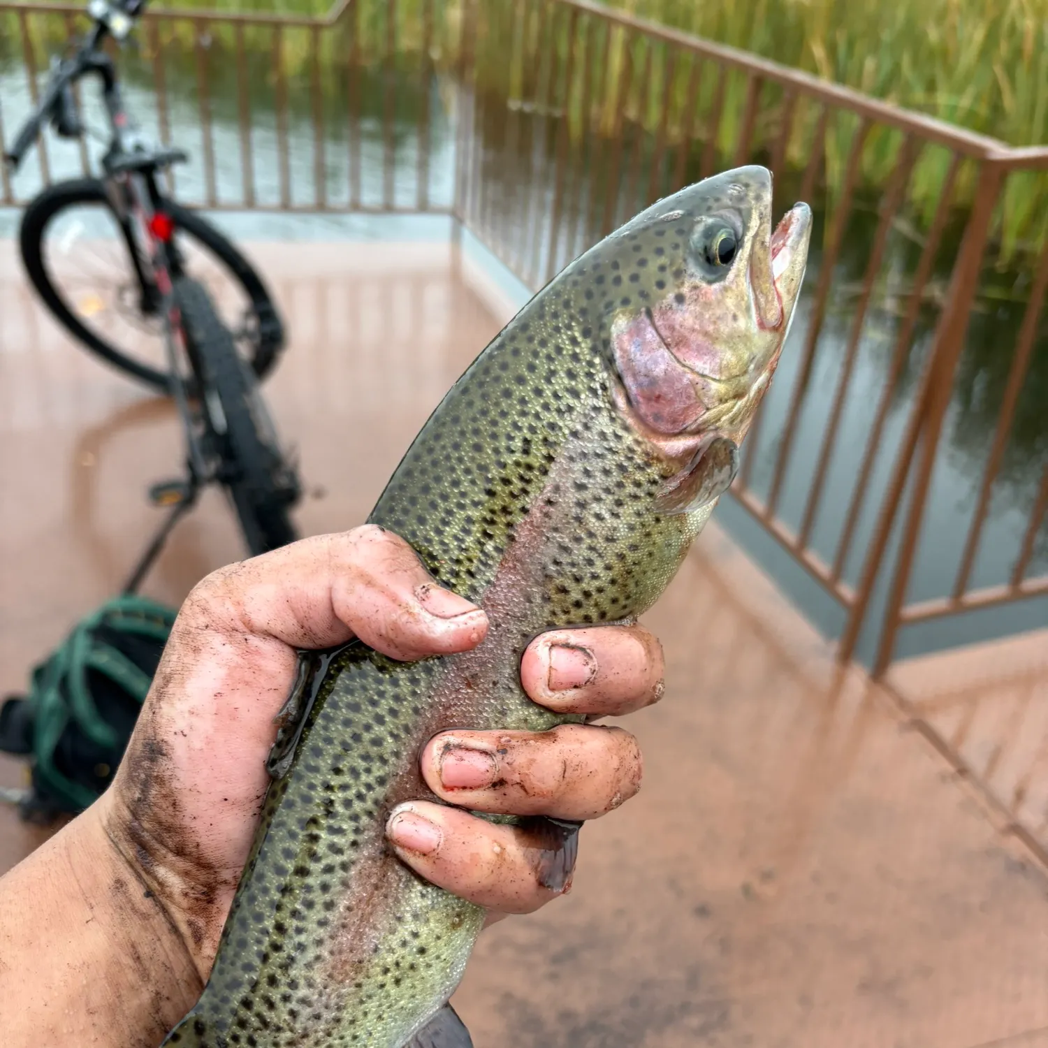Rainbow trout caught on Fishbrain