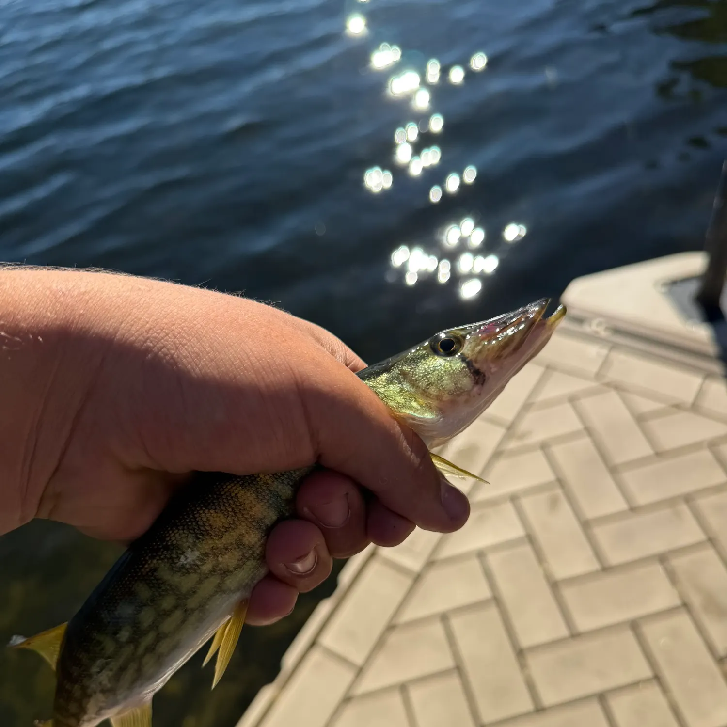 Chain pickerel caught on Fishbrain