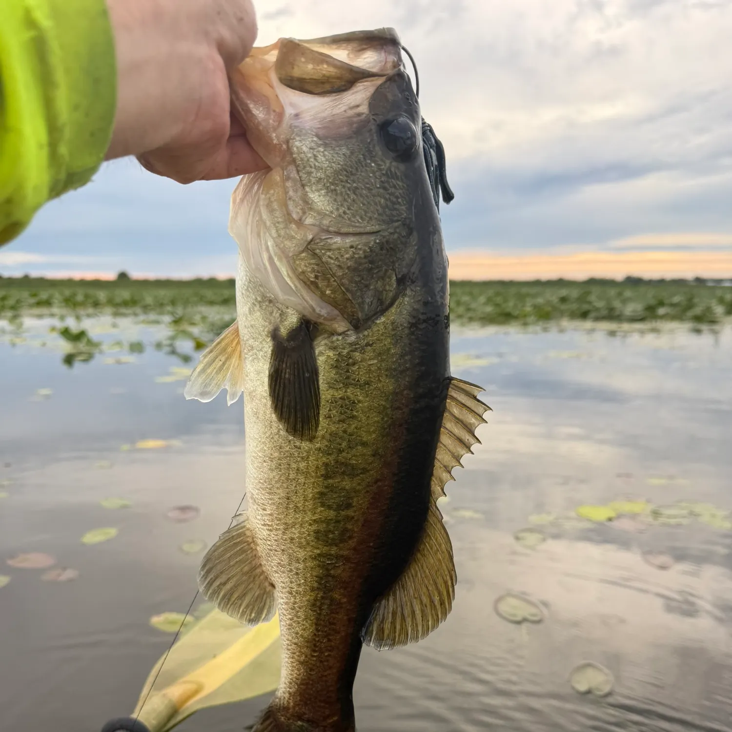 Largemouth bass caught on Fishbrain