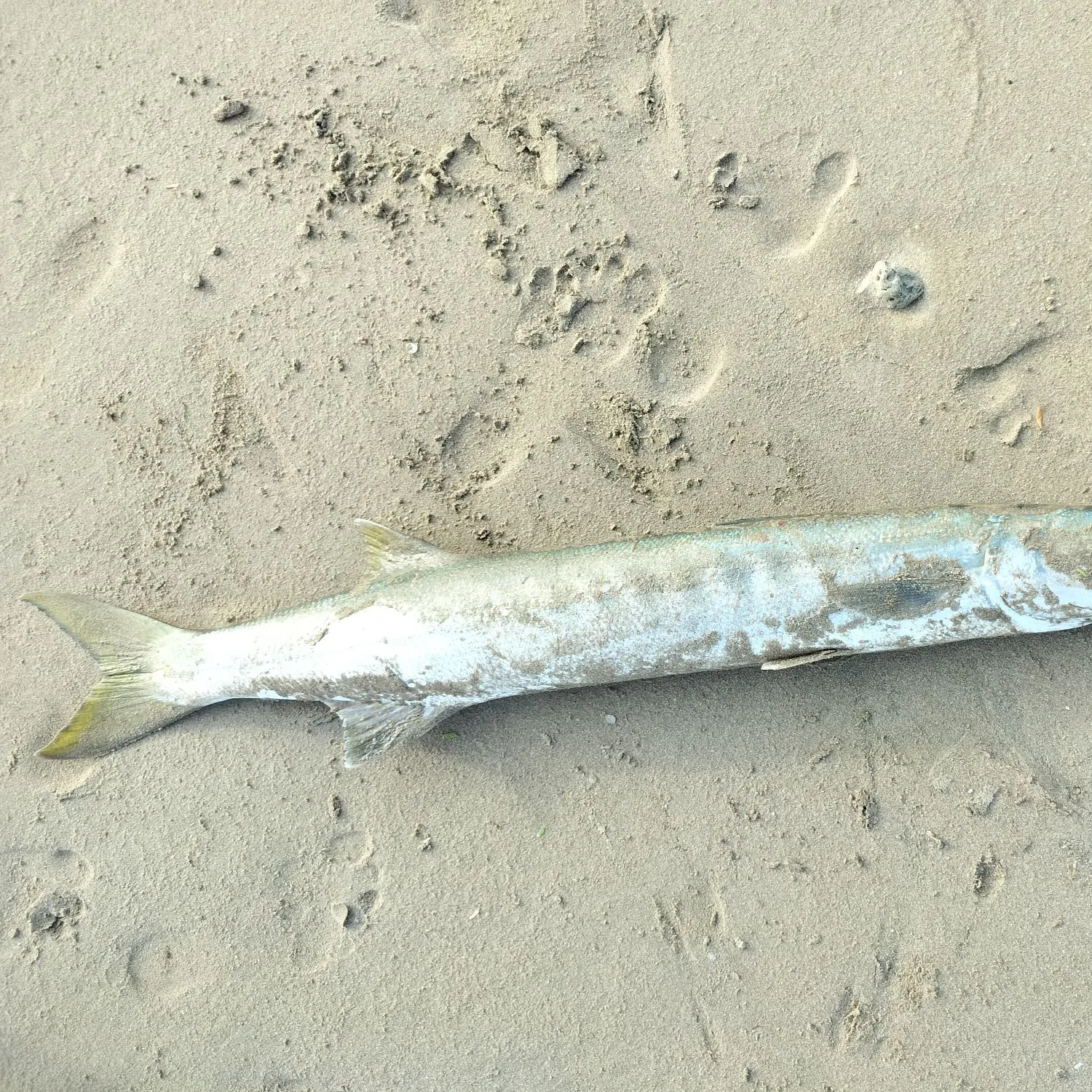 The most recent Pickhandle barracuda catches on Fishbrain