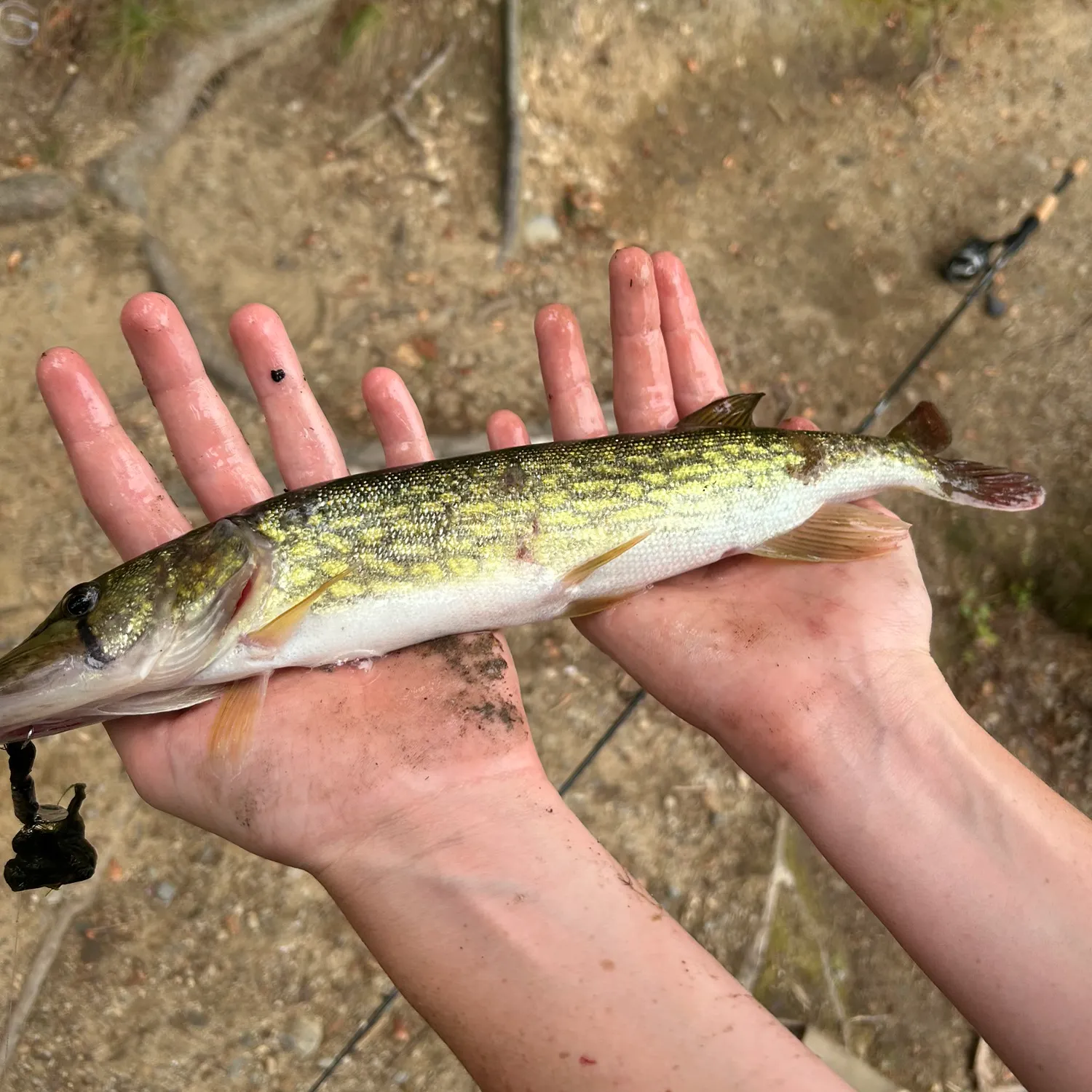Chain pickerel caught on Fishbrain