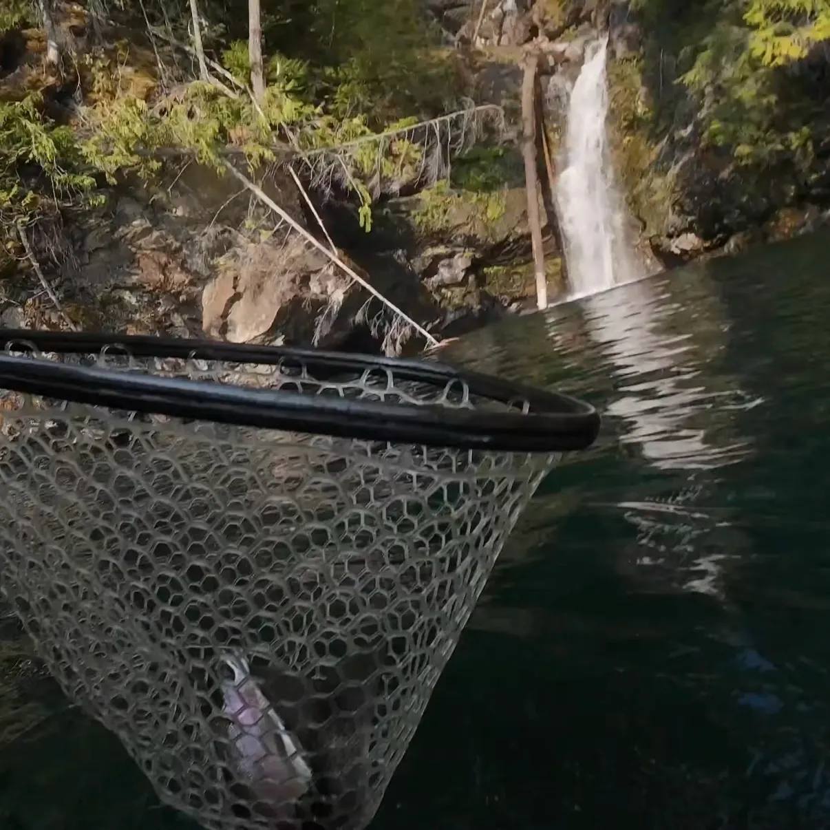 Rainbow trout caught on Fishbrain