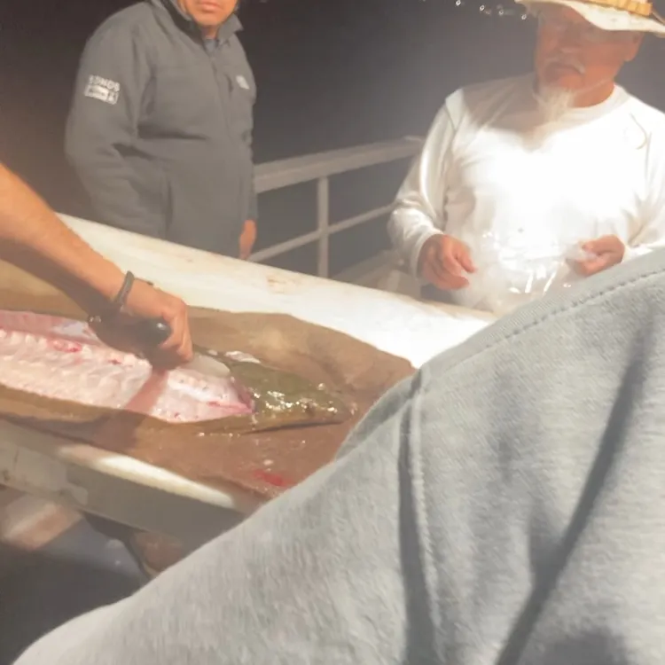 The most recent Pacific halibut catches on Fishbrain