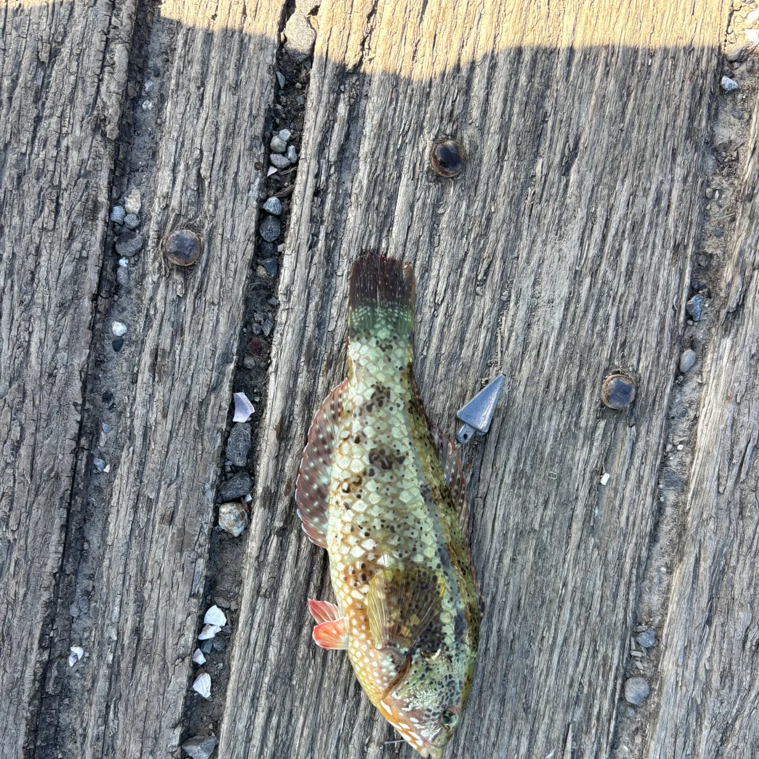 recently logged catches