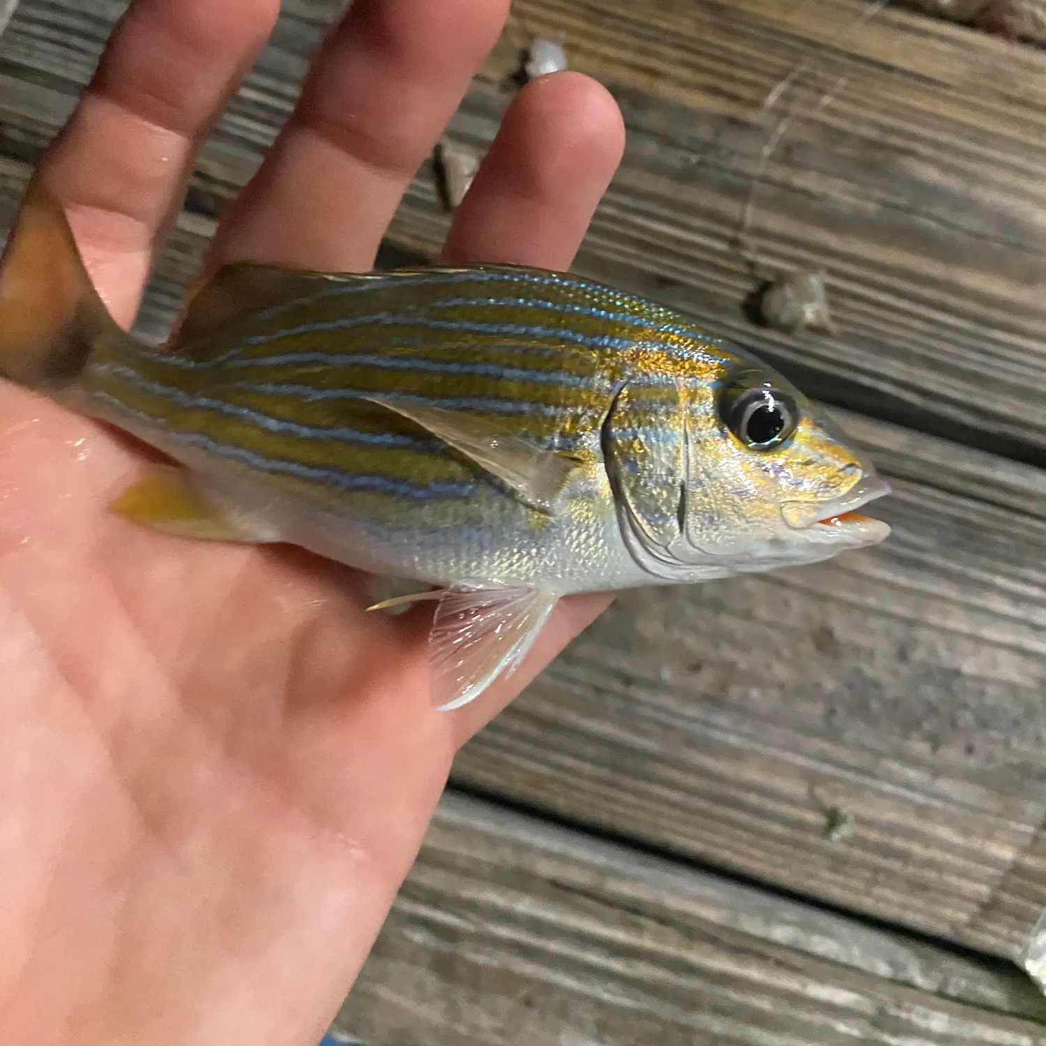 The most recent Bluestriped grunt catches on Fishbrain