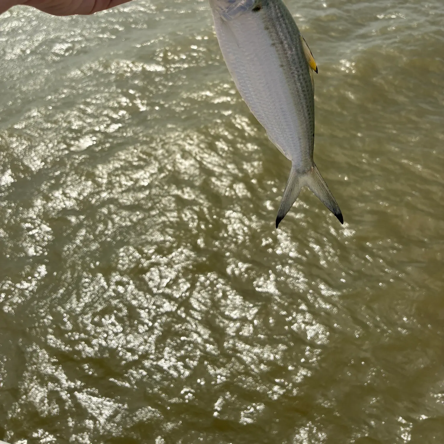 Scaled herring caught on Fishbrain